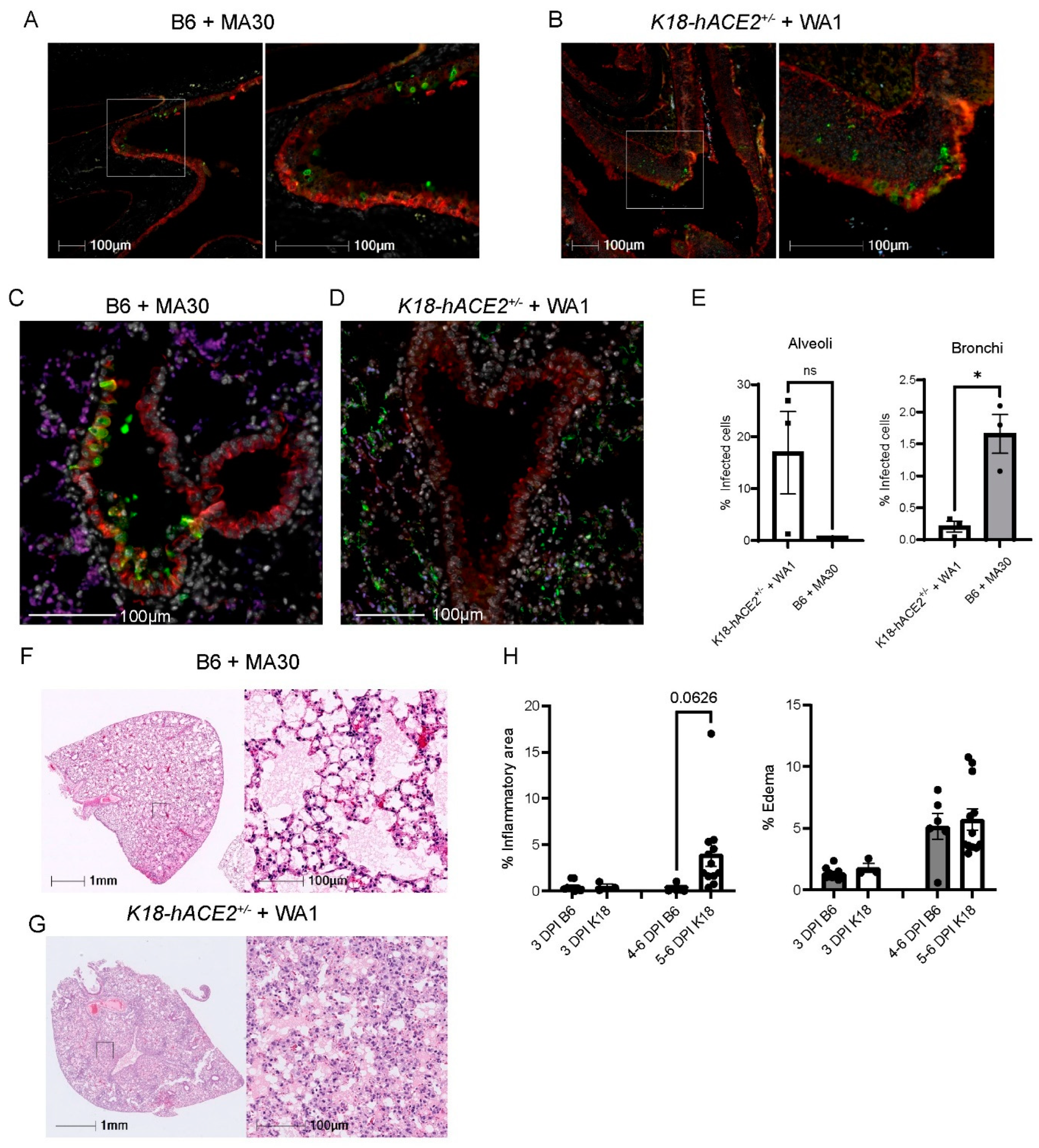 Viruses 16 00611 g002 Viruses 16 00611 g002