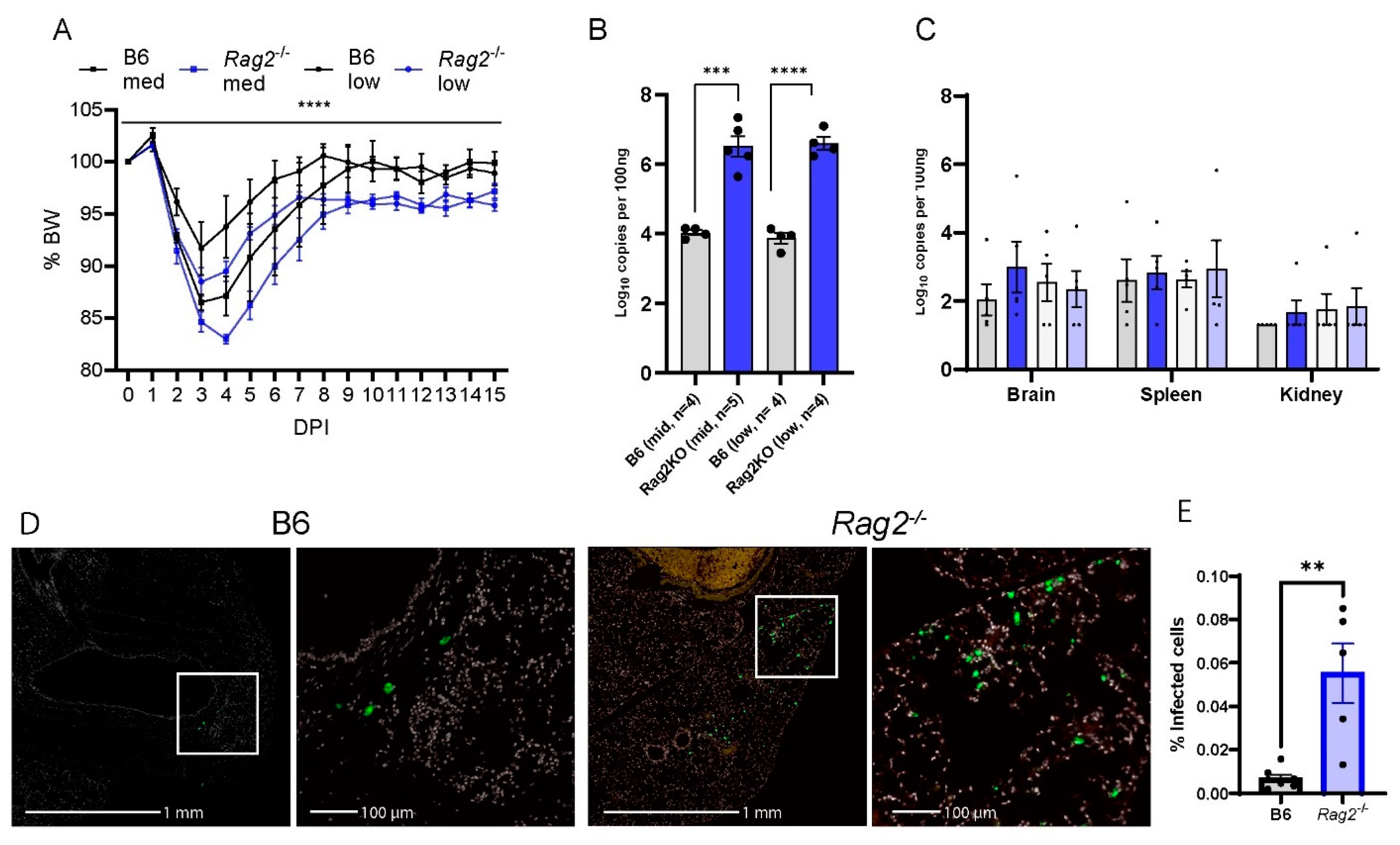 Viruses 16 00611 g003 Viruses 16 00611 g003