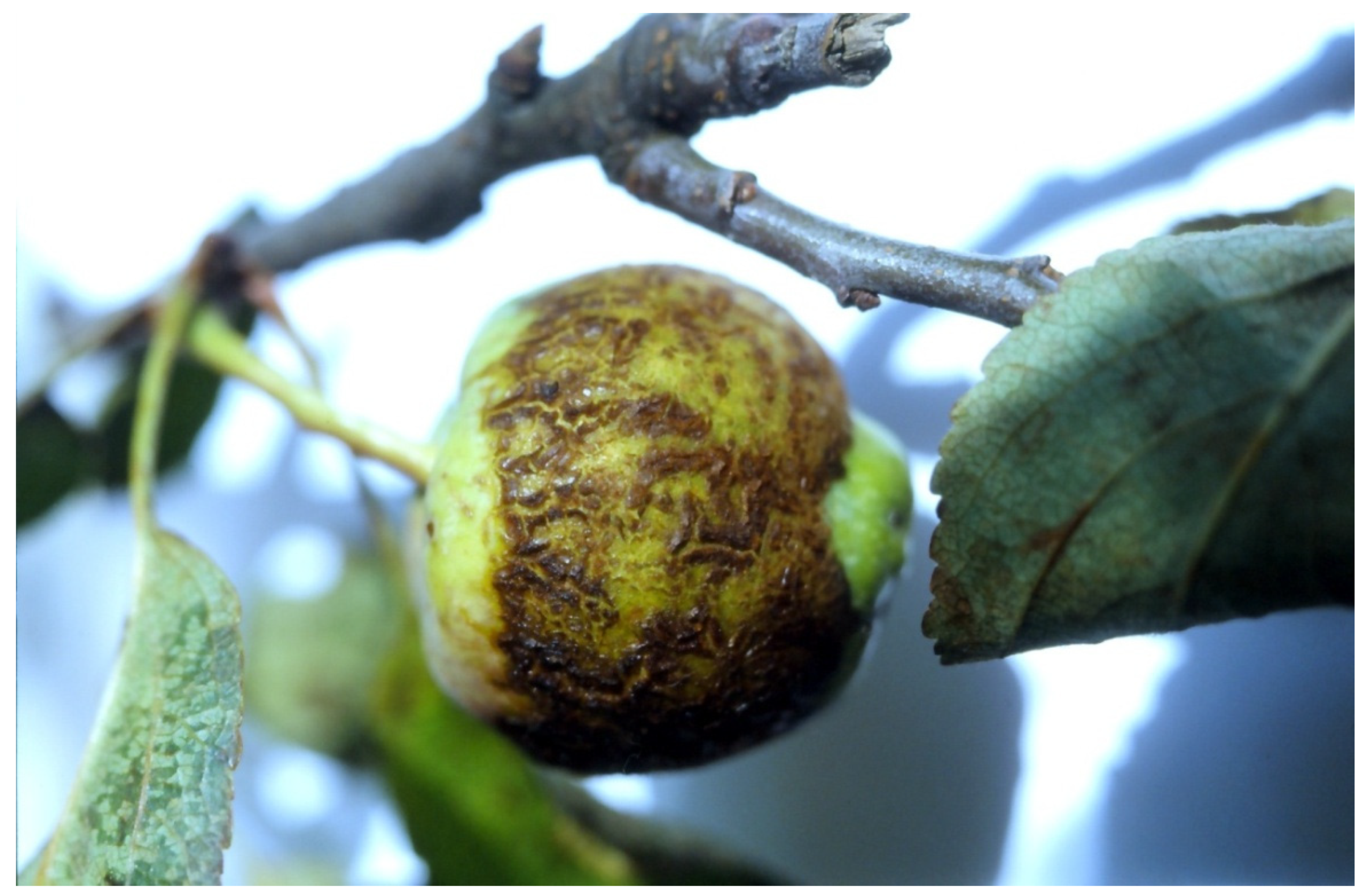 Viruses 16 00612 g003