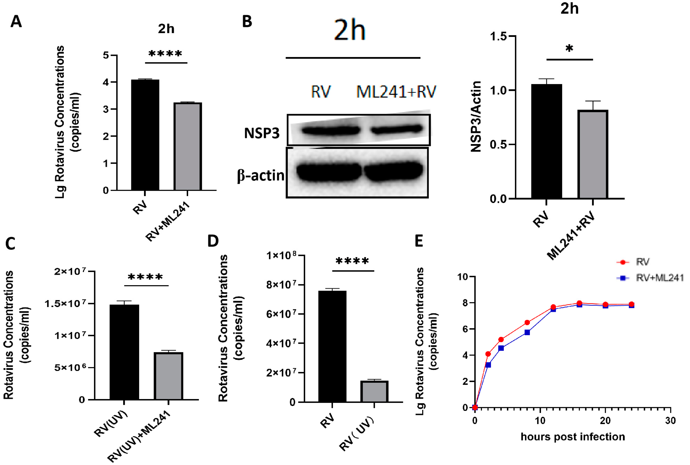 Viruses 16 00623 g003