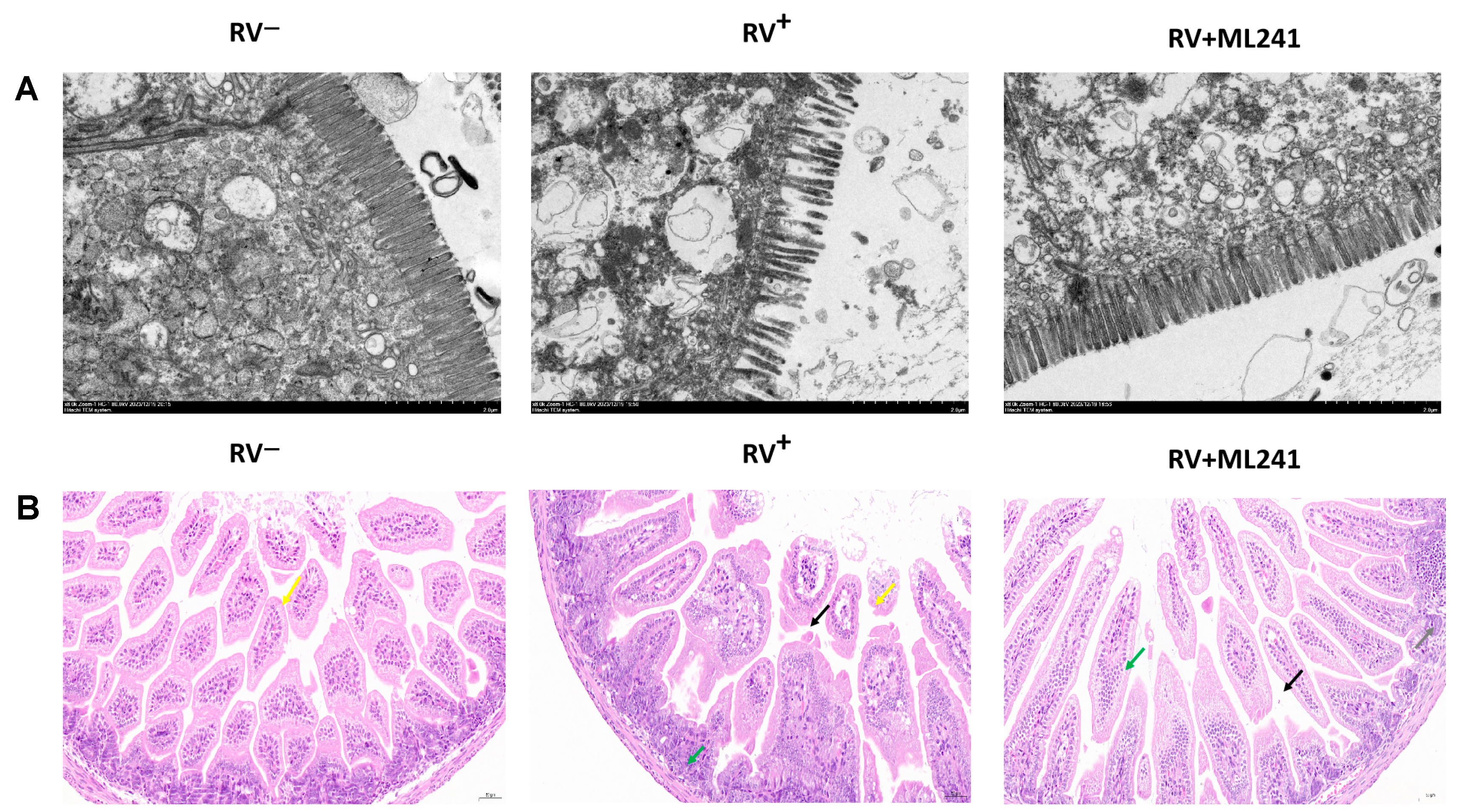 Viruses 16 00623 g006