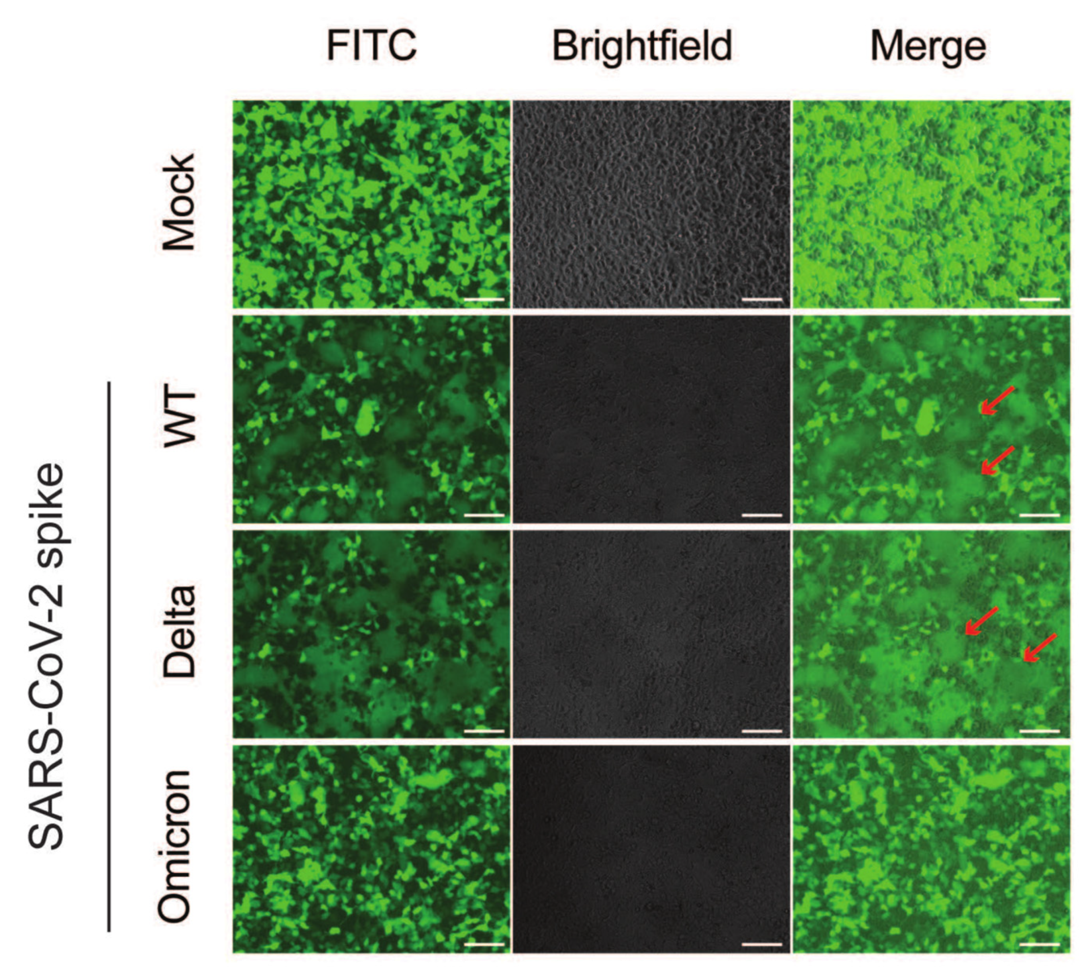 Viruses 16 00634 g005