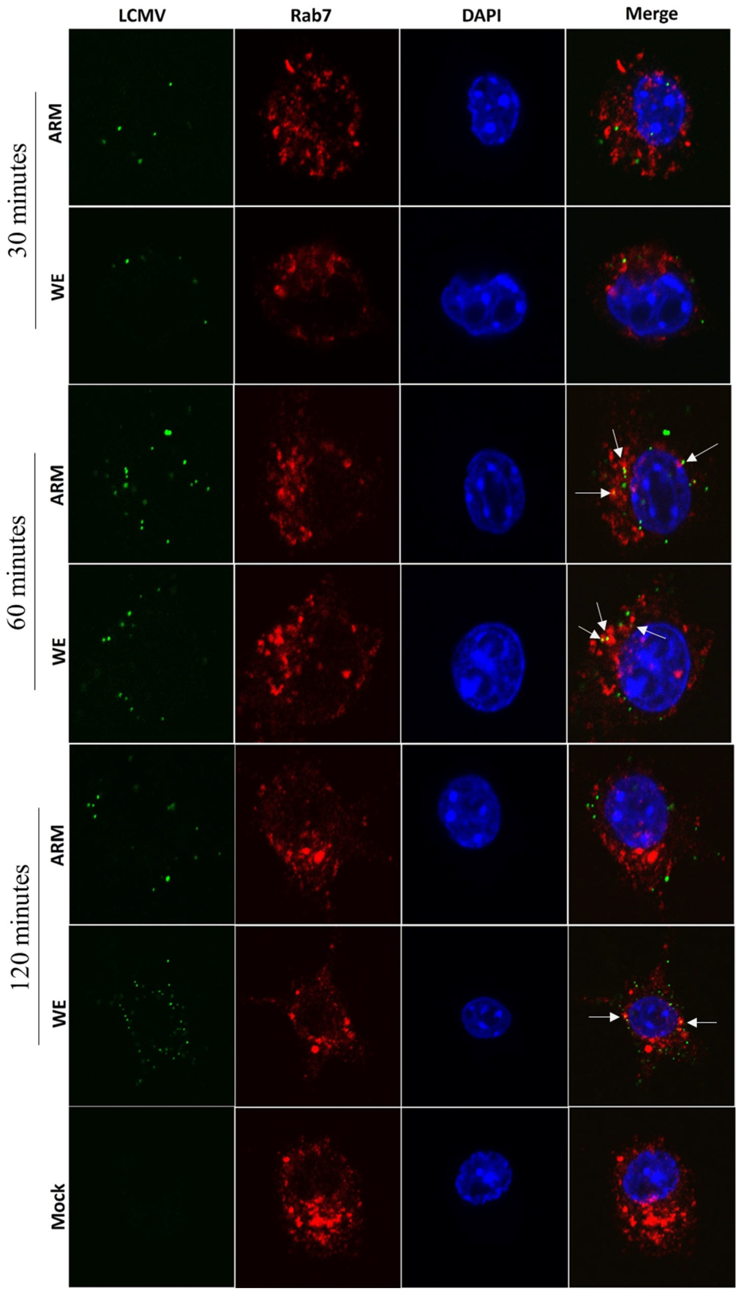 Viruses 16 00635 g005
