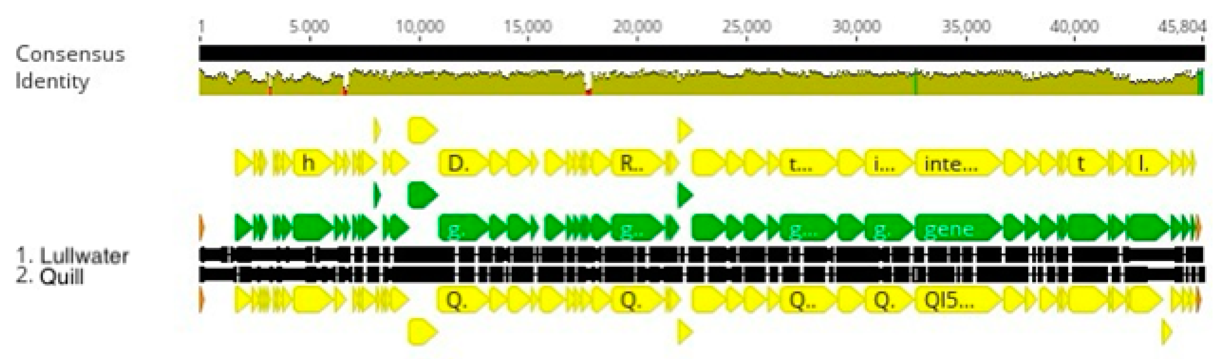 Viruses 16 00641 g003
