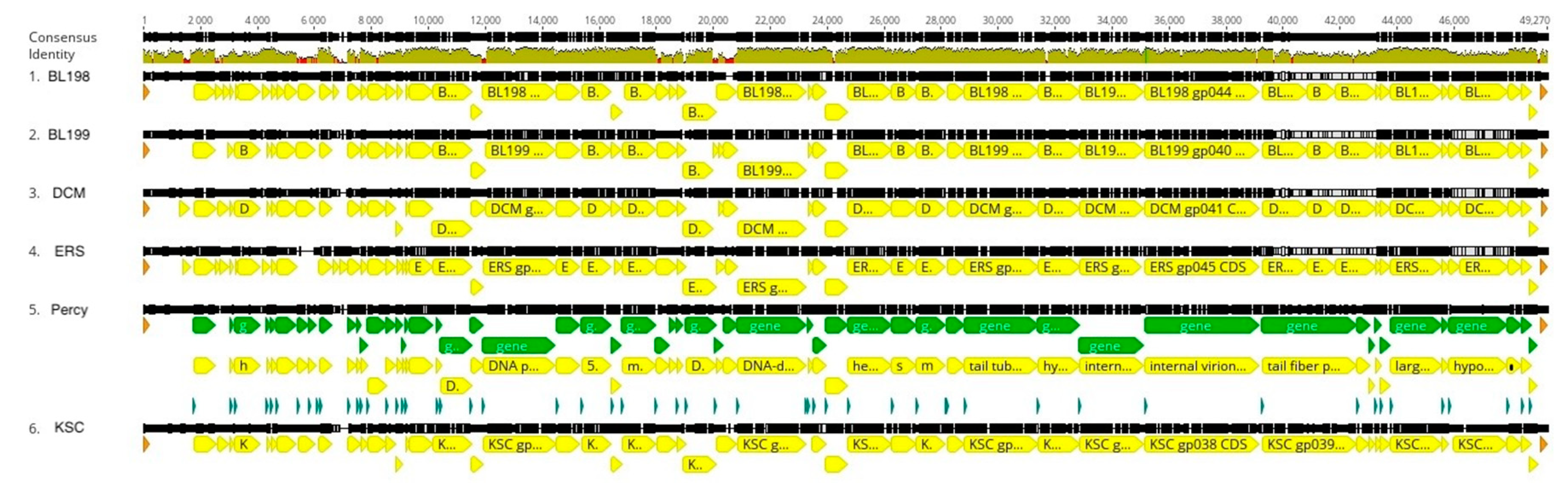 Viruses 16 00641 g005