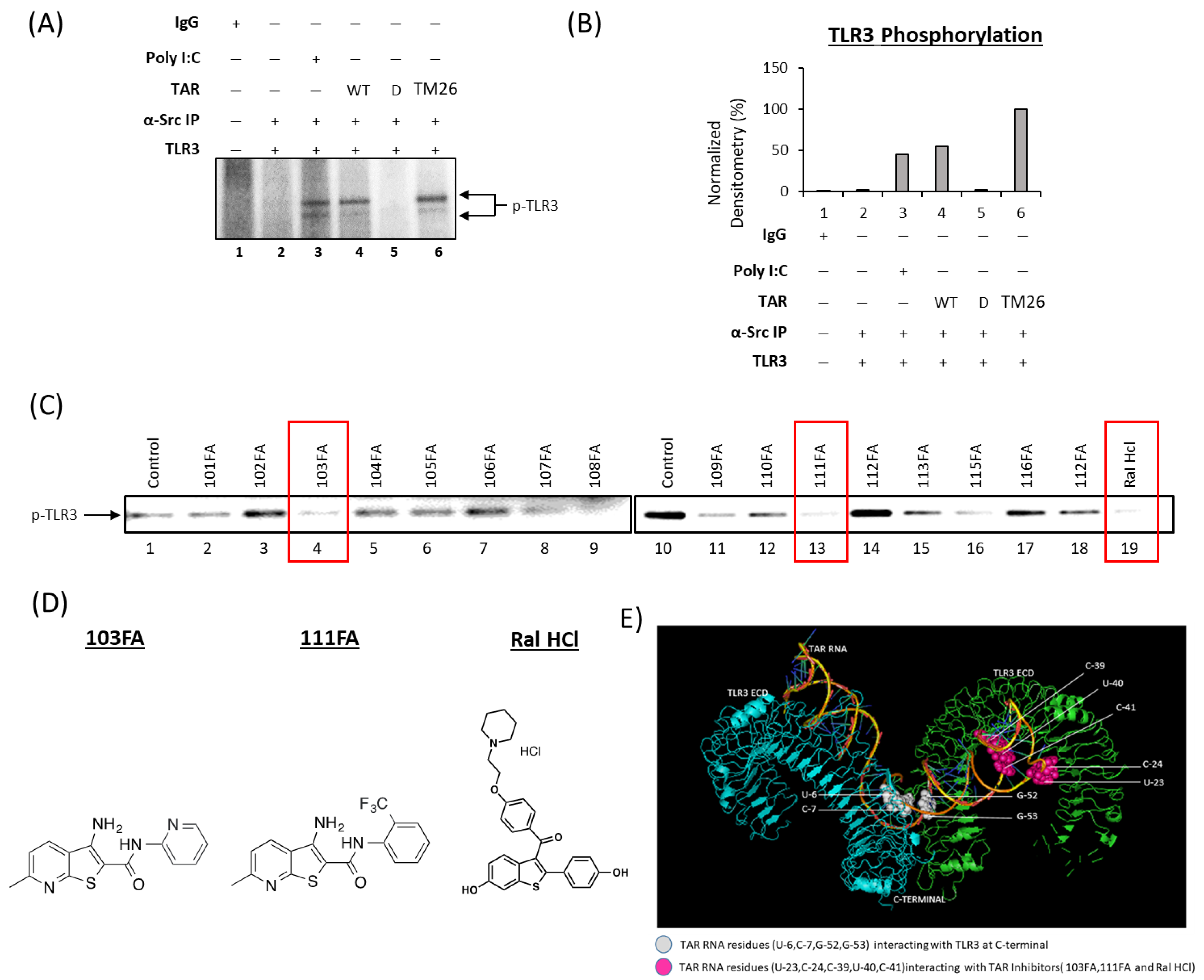 Viruses 16 00643 g007