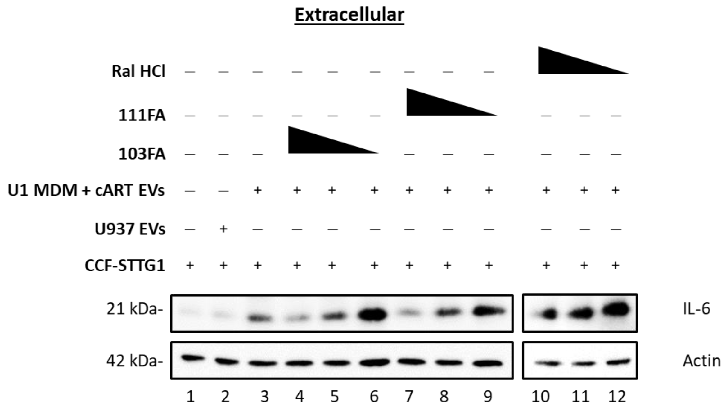 Viruses 16 00643 g008