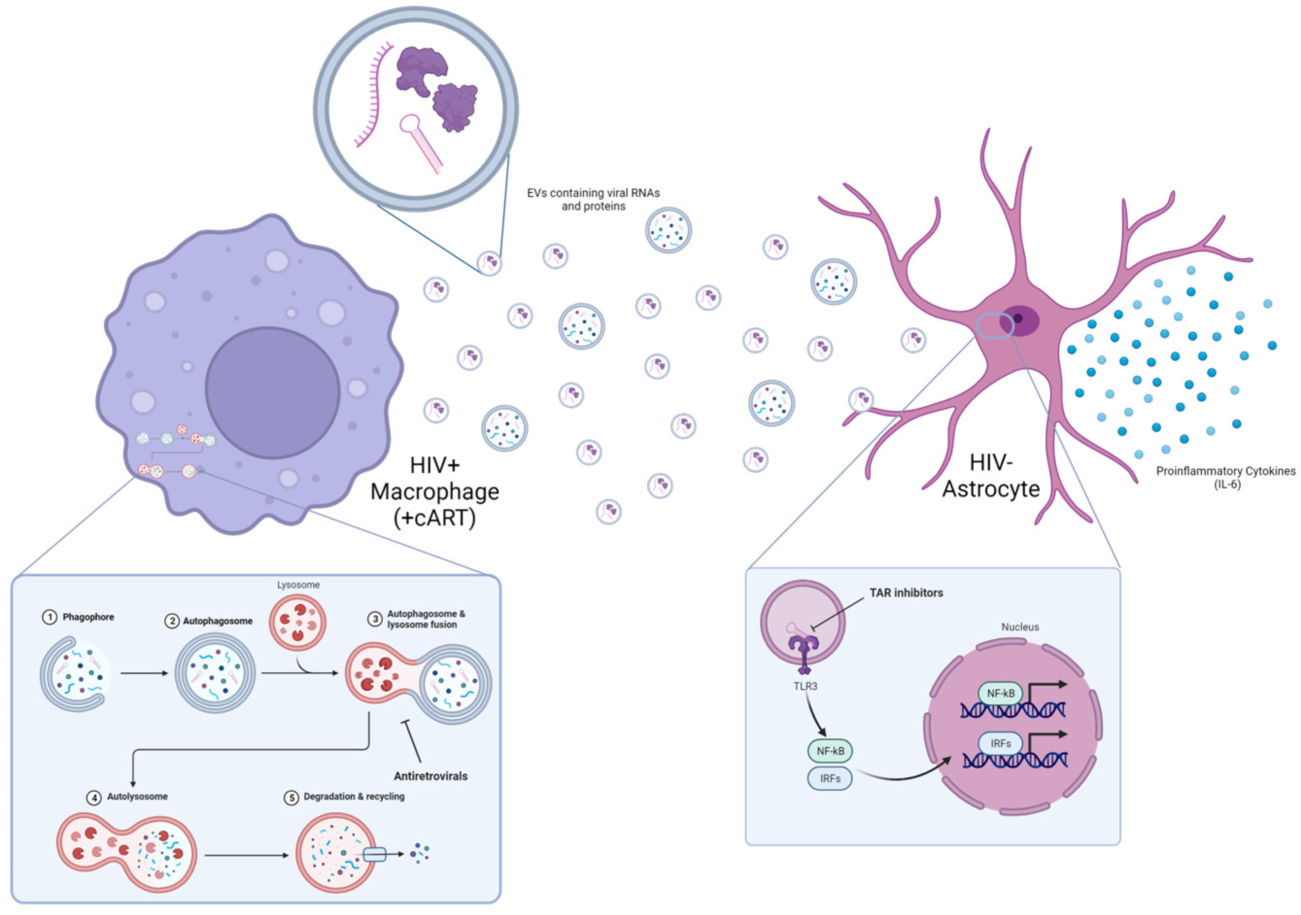 Viruses 16 00643 g009