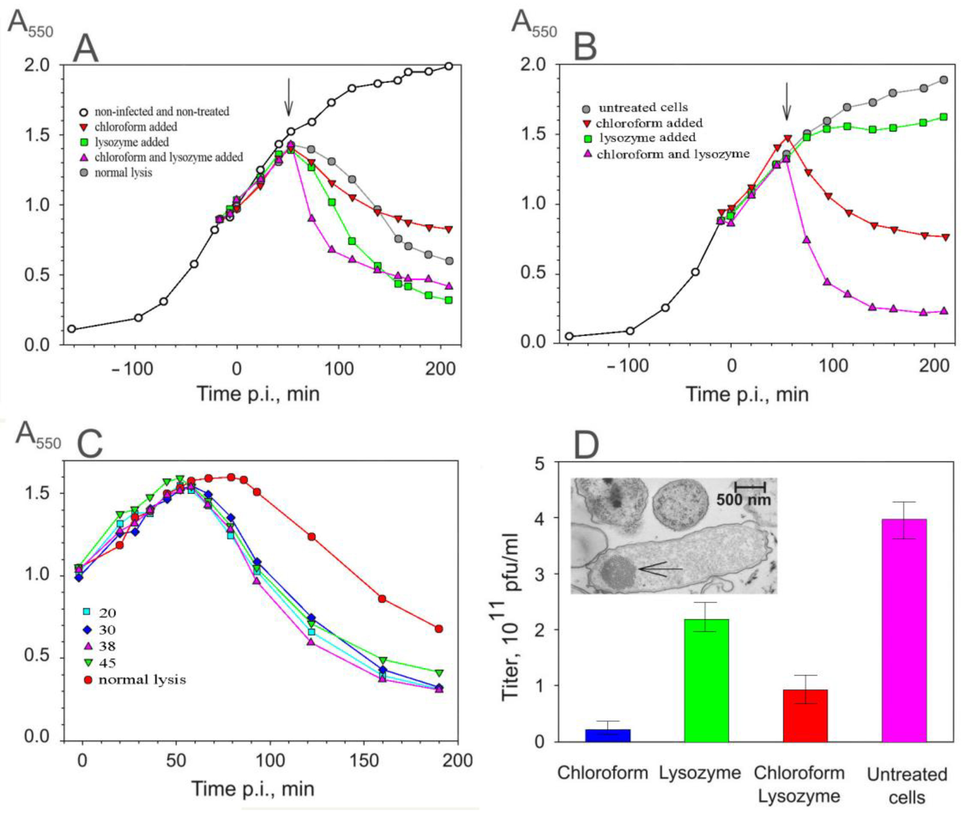 Viruses 16 00645 g002