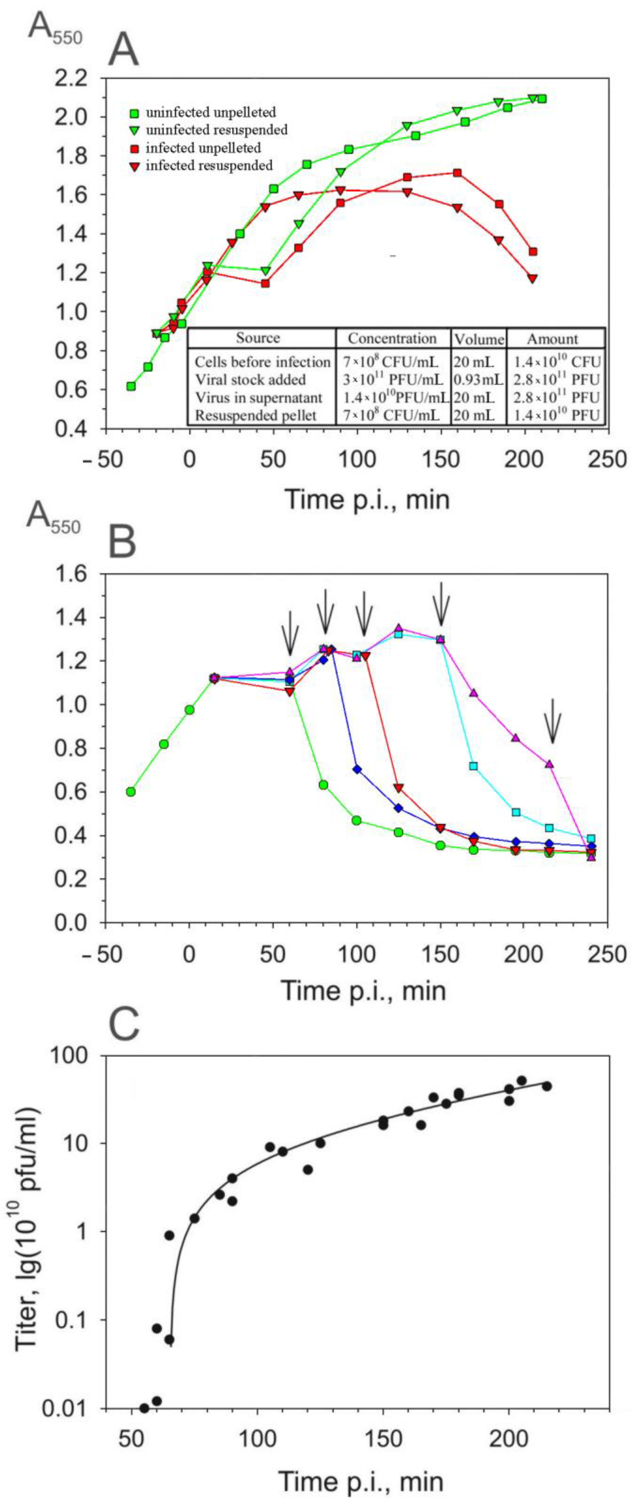 Viruses 16 00645 g003