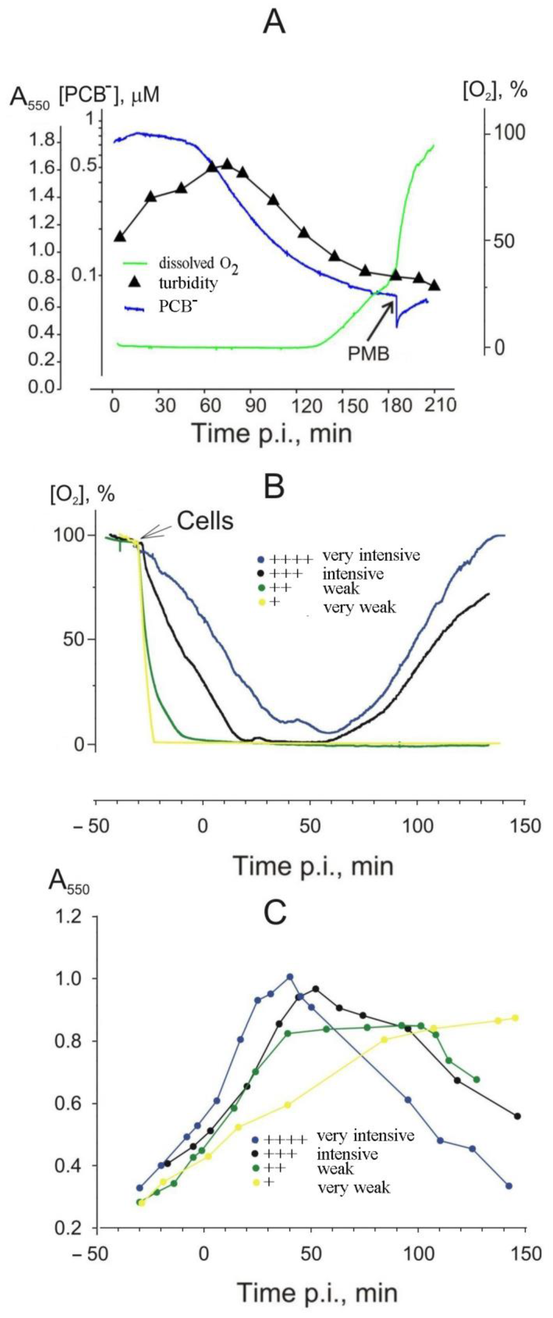 Viruses 16 00645 g005