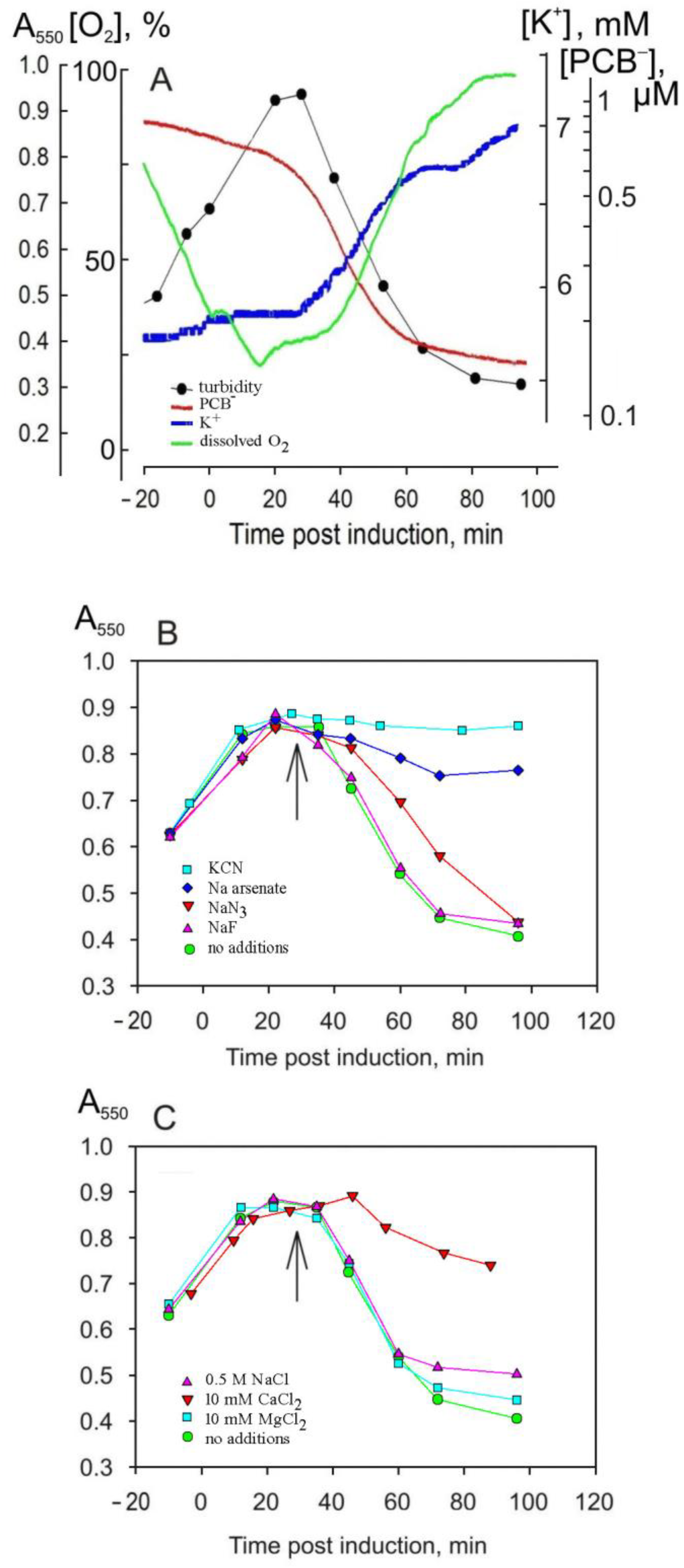 Viruses 16 00645 g007