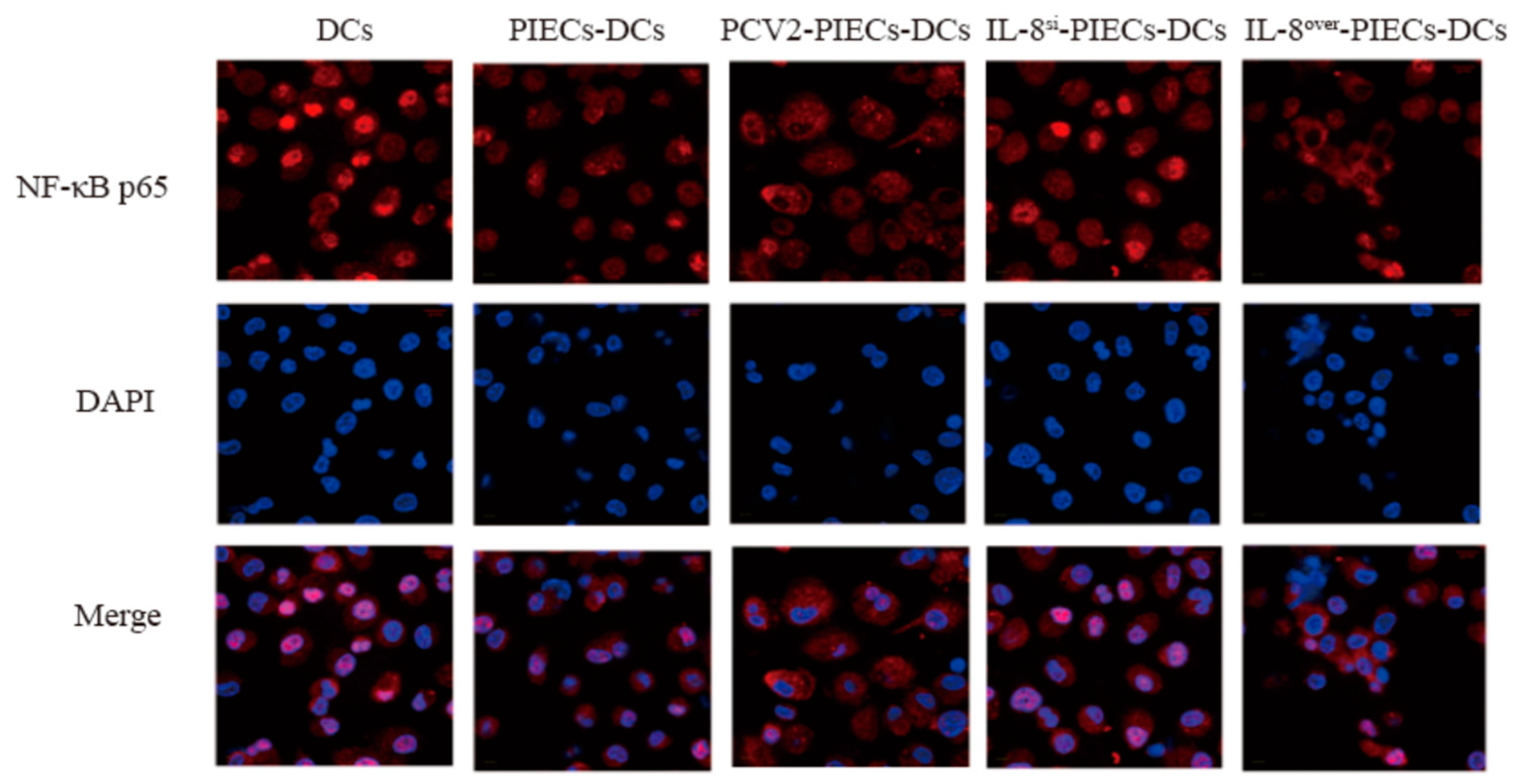 Viruses 16 00646 g002