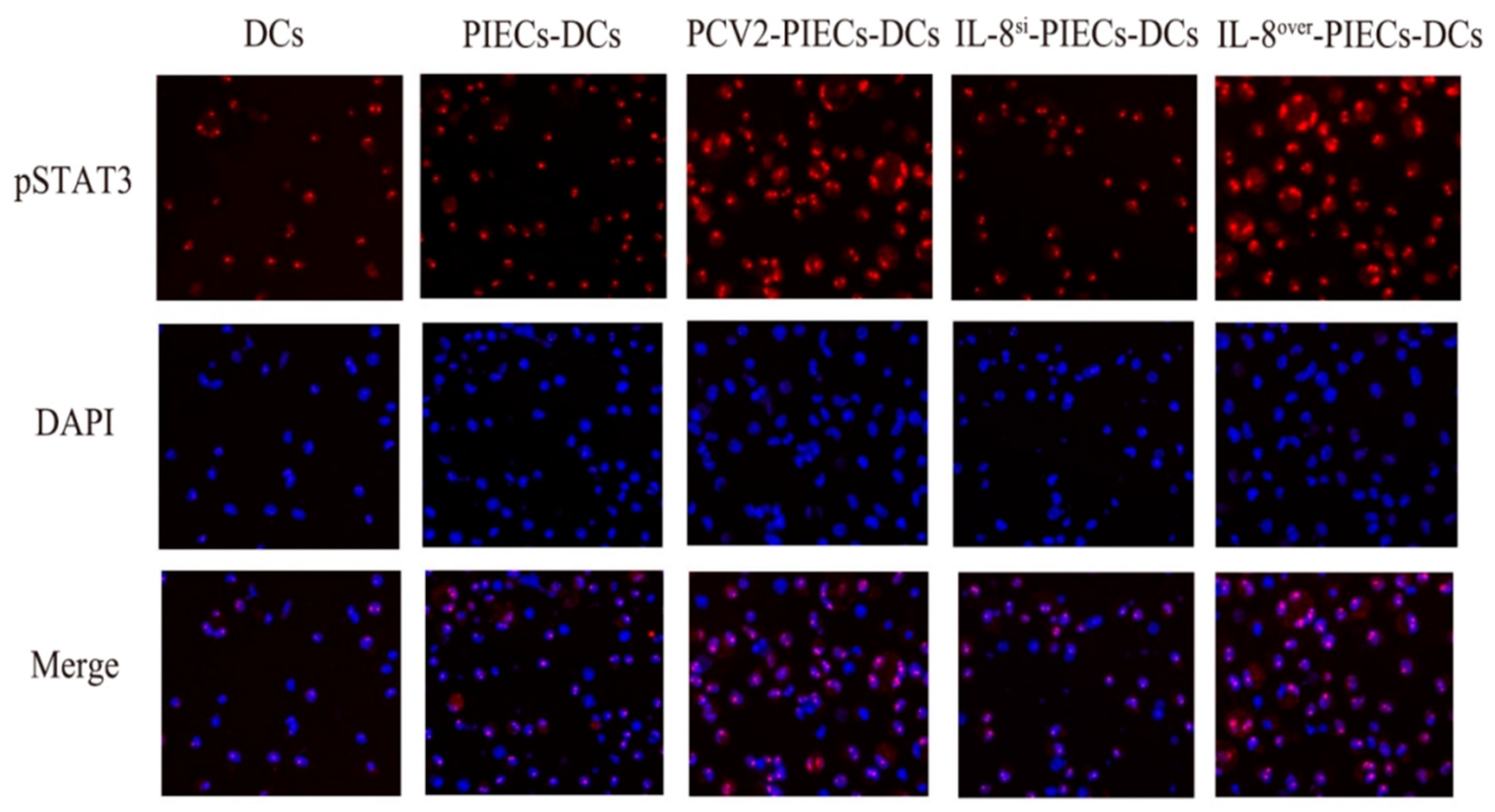 Viruses 16 00646 g006