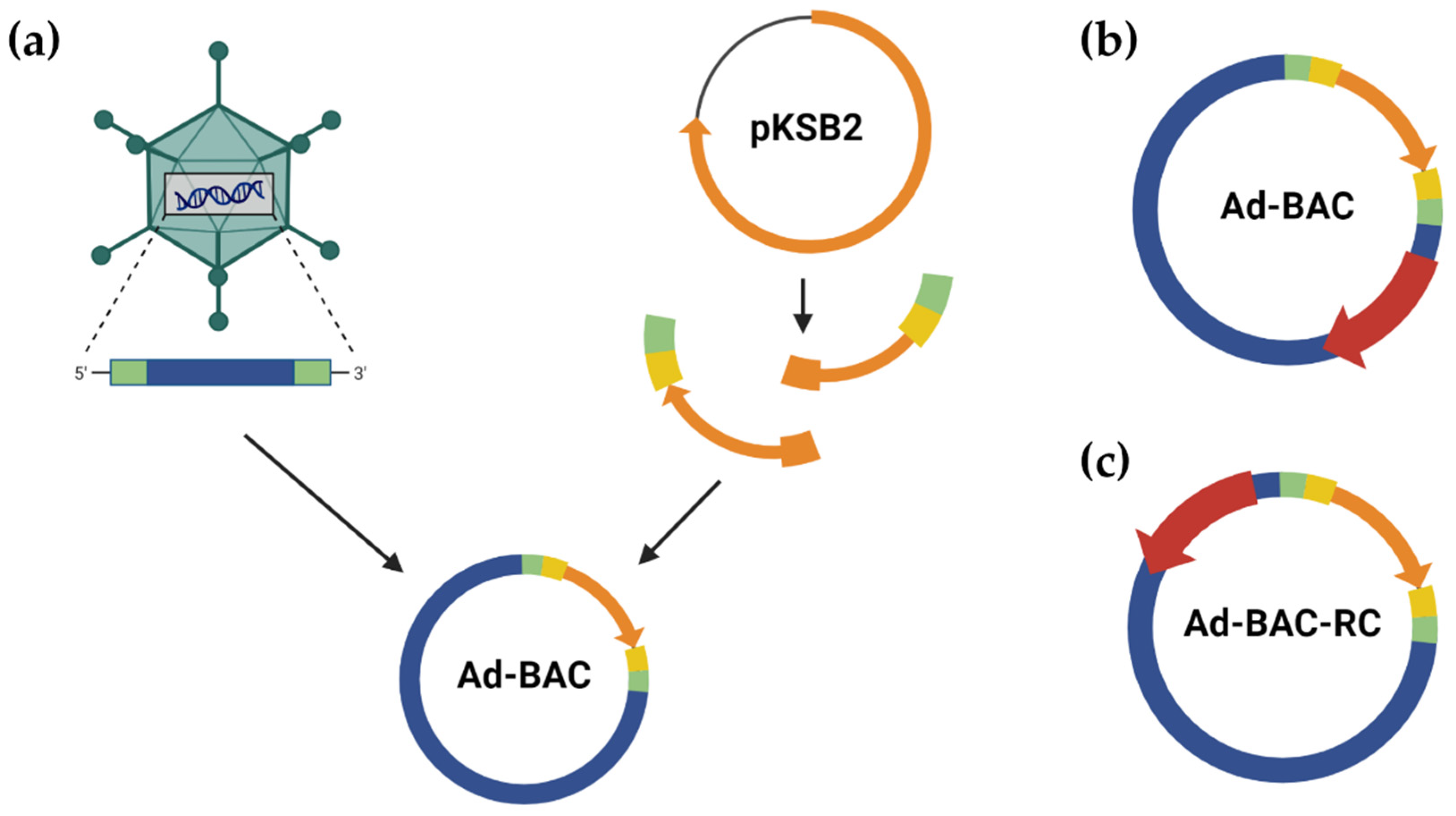 Viruses 16 00658 g001