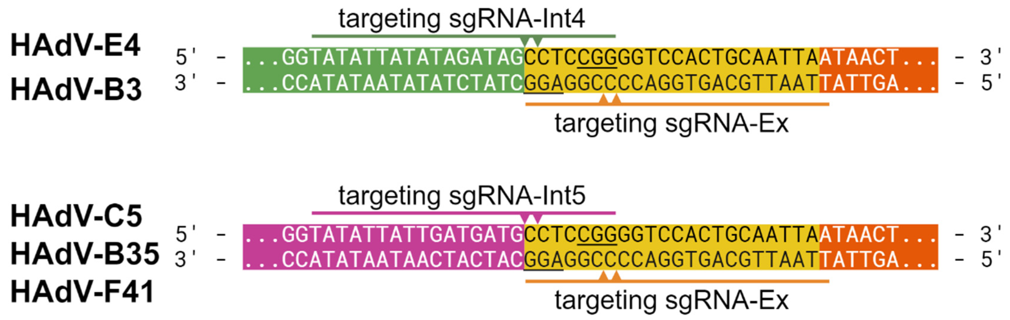 Viruses 16 00658 g002