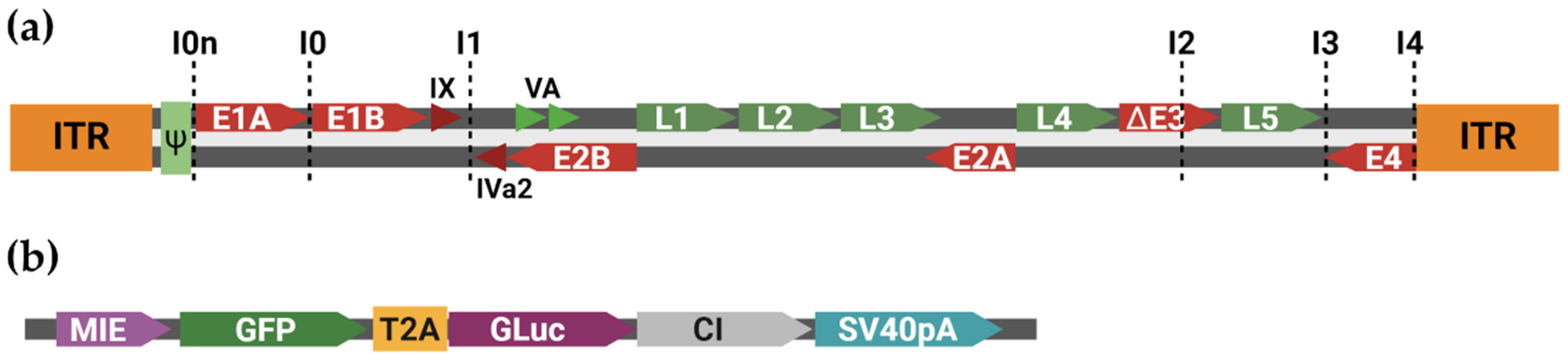 Viruses 16 00658 g003