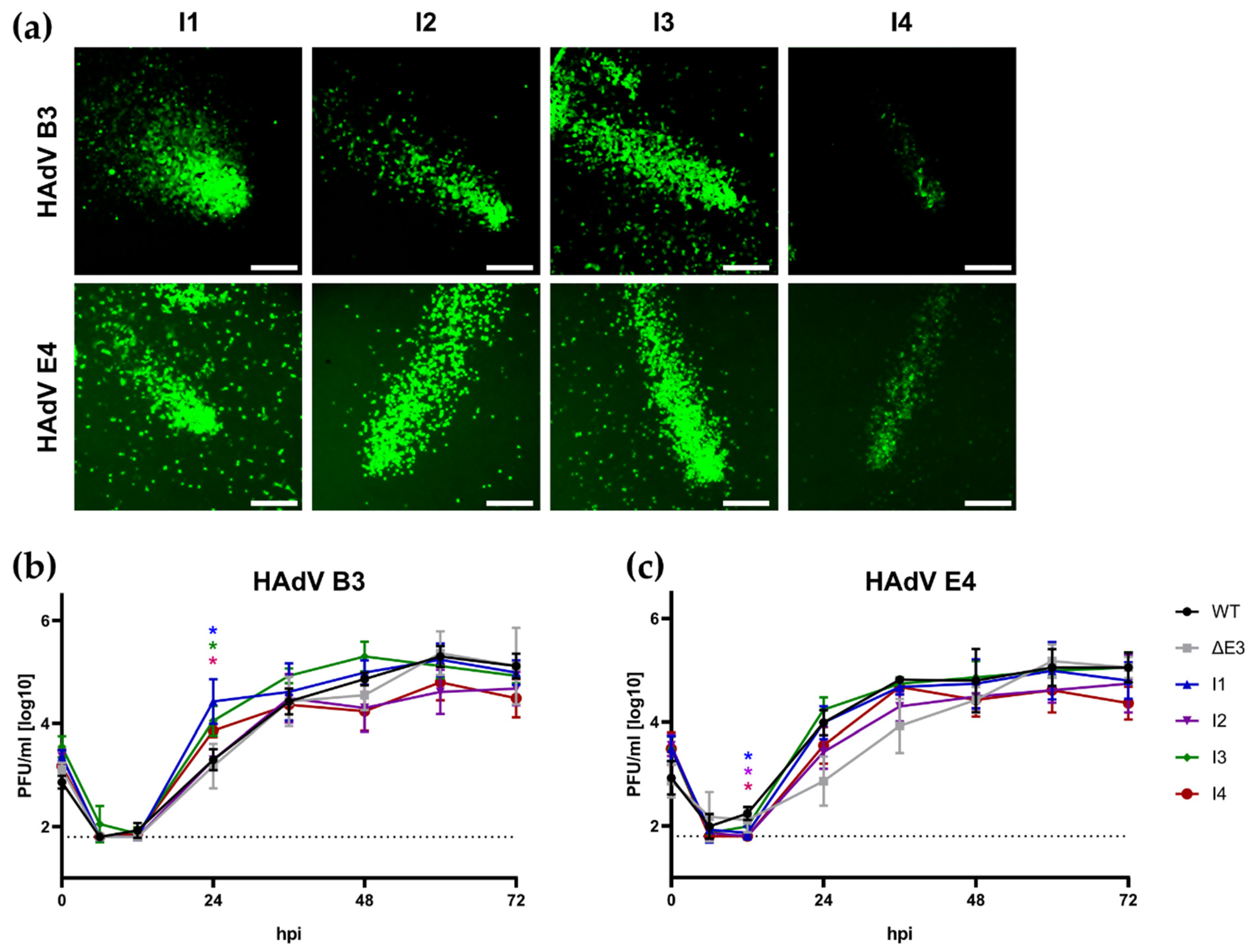Viruses 16 00658 g005