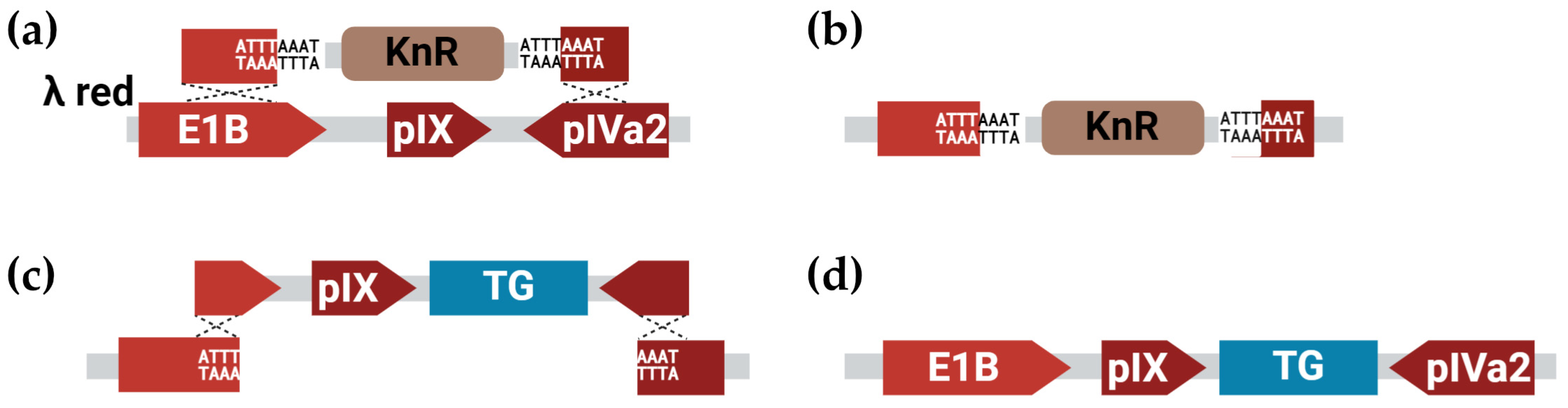 Viruses 16 00658 g0a1