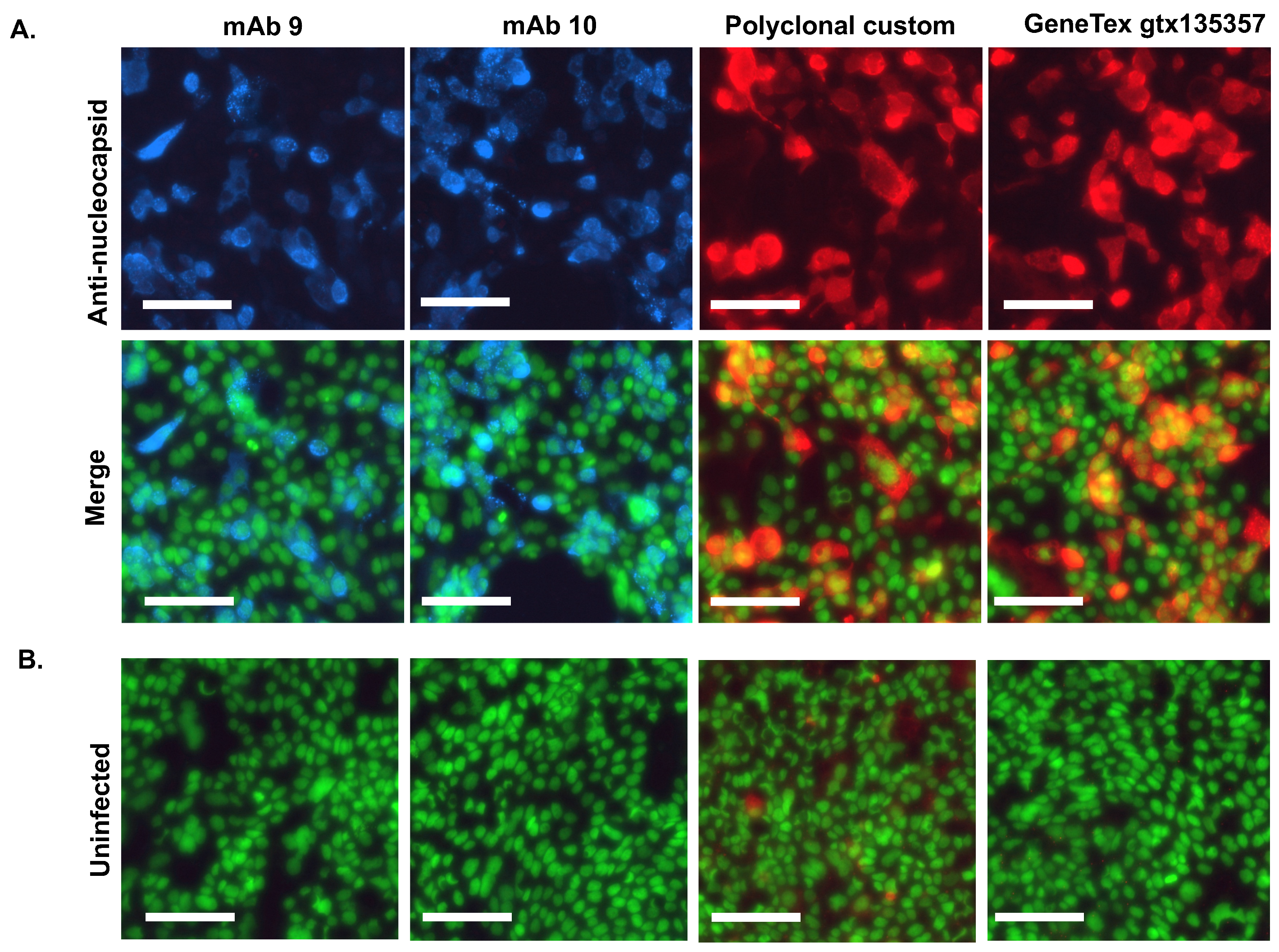 Viruses 16 00662 g003