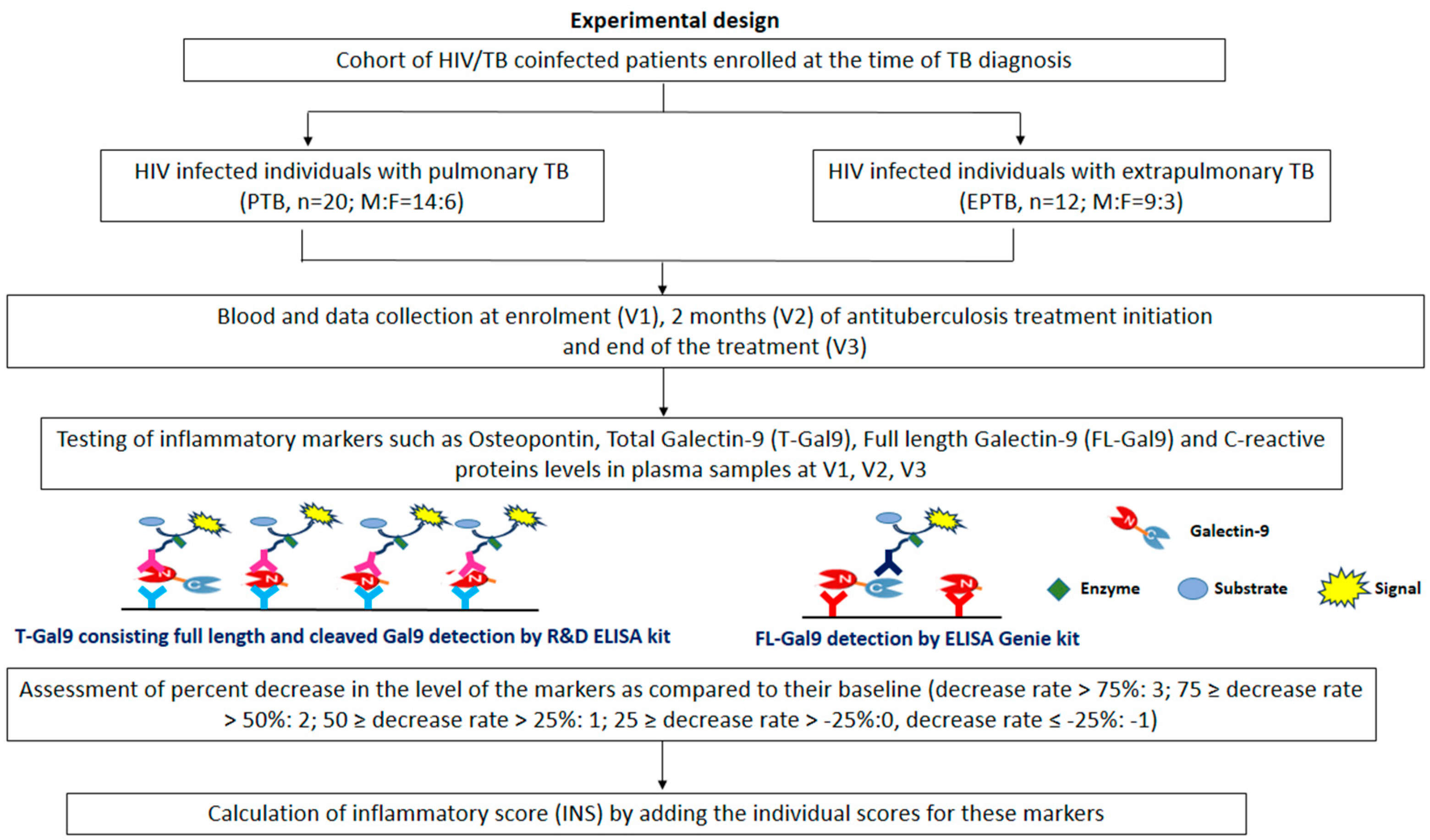 Viruses 16 00664 g001 Viruses 16 00664 g001