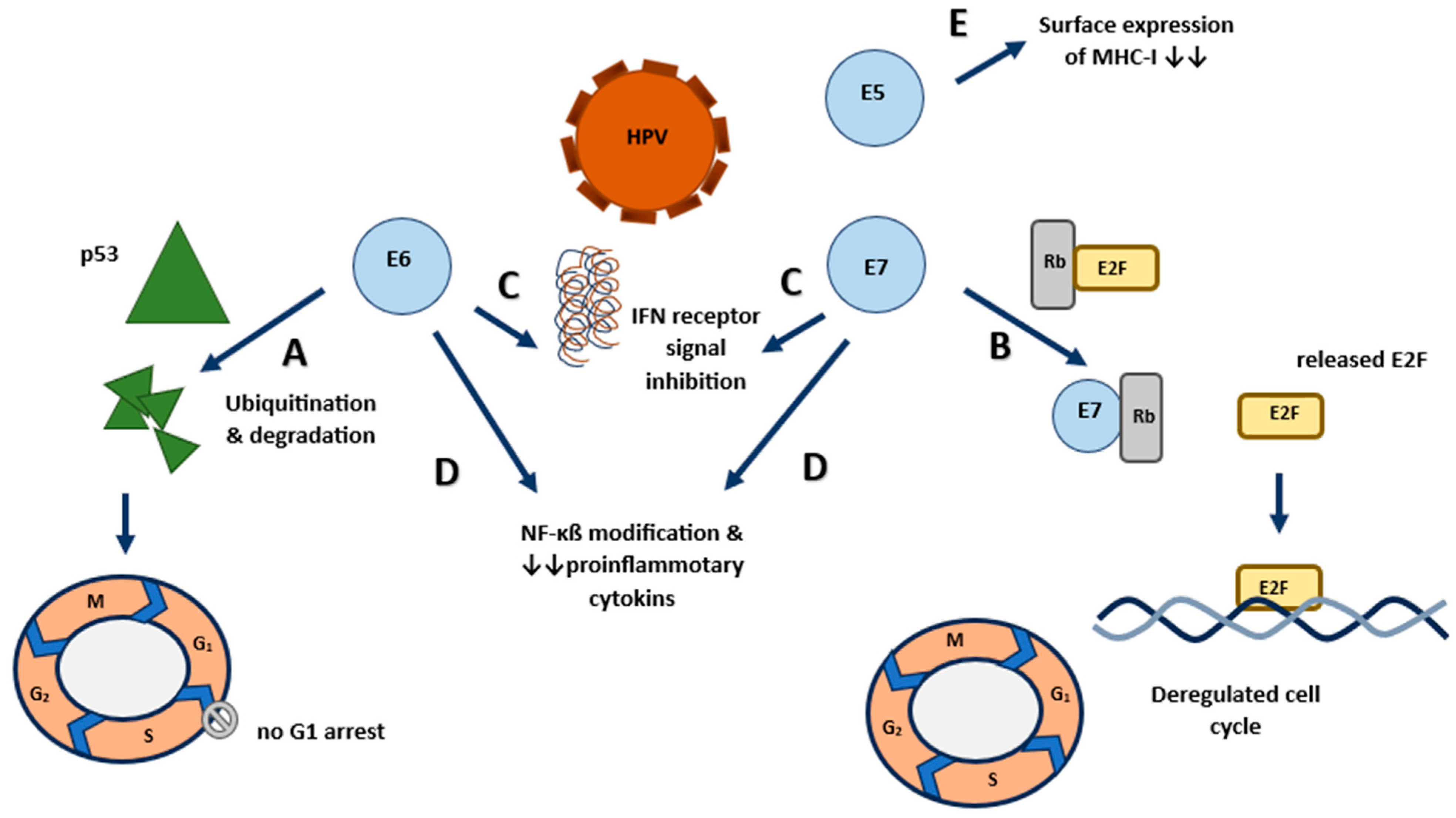Viruses 16 00667 g001 Viruses 16 00667 g001