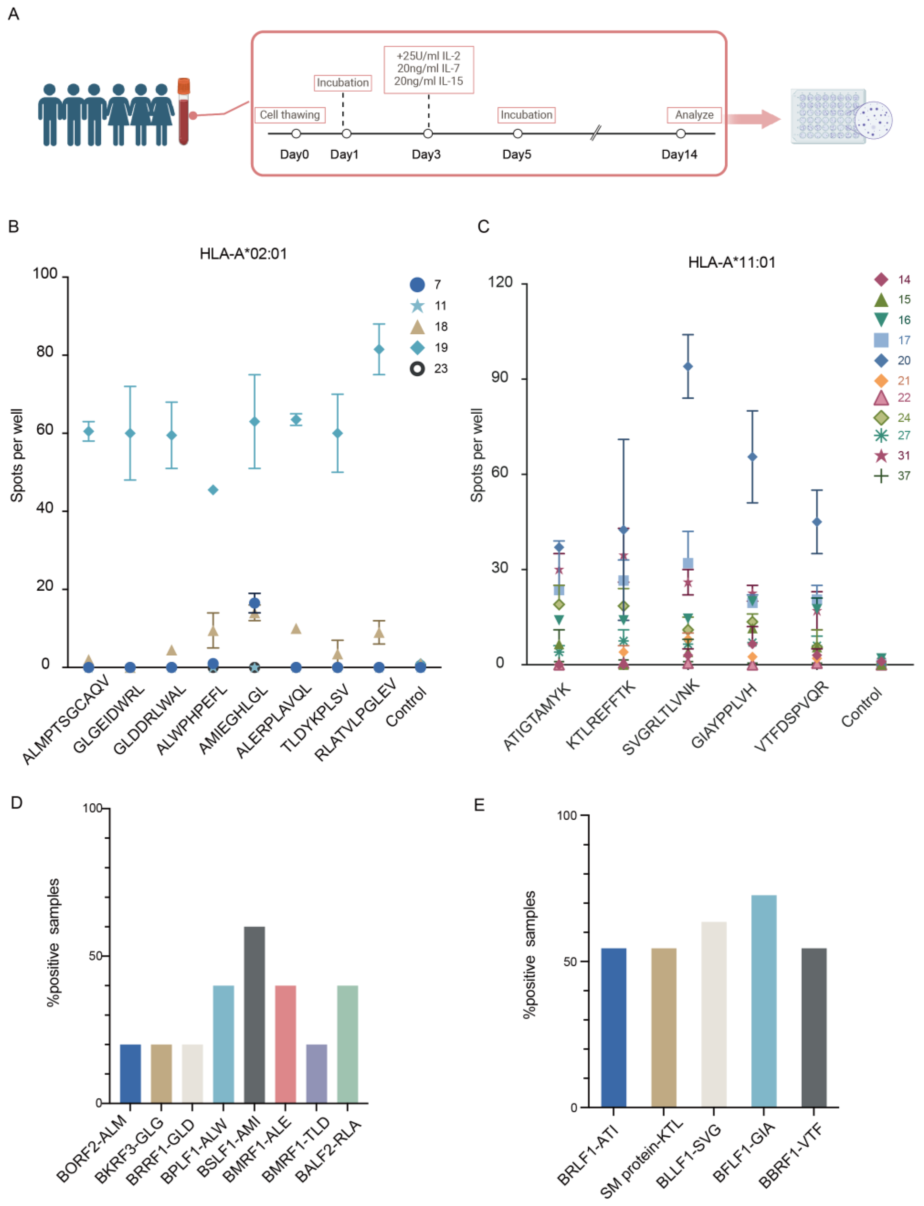 Viruses 16 00669 g004
