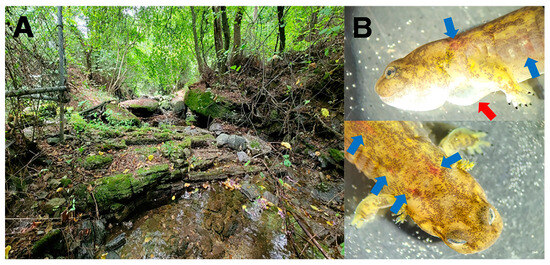 Gray - gray ボード First Report of Endemic Frog Virus 3 (FV3)-like Ranaviruses