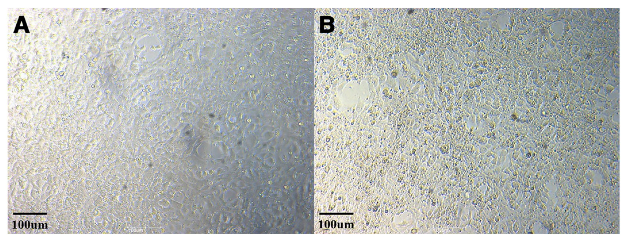 お歳暮ならオンライン Report First of Ranaviruses (FV3)-like 3 Virus Frog Endemic その他