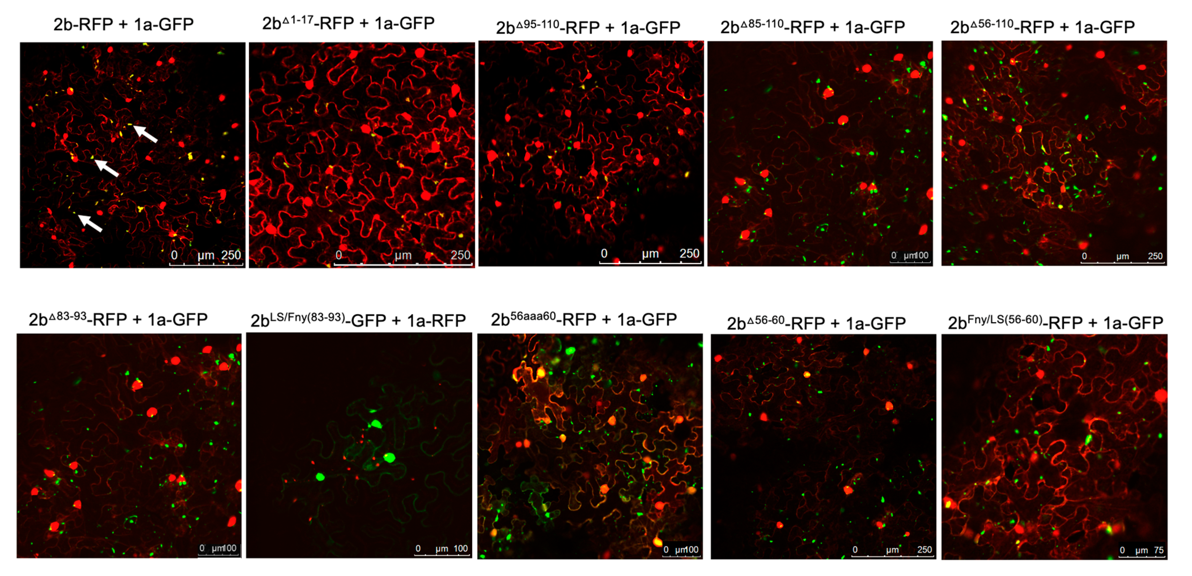Viruses 16 00676 g002 Viruses 16 00676 g002