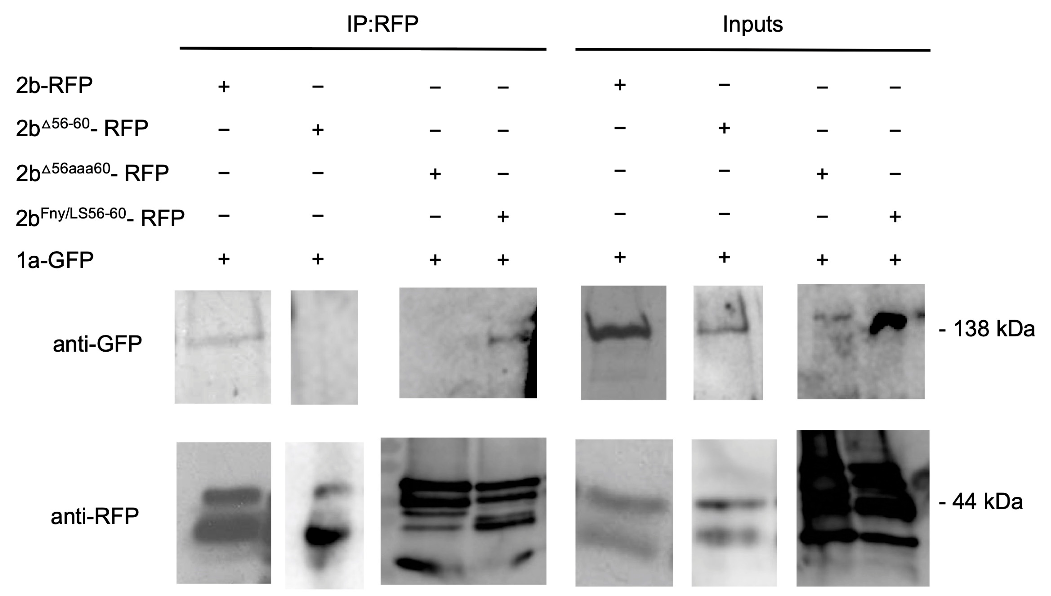 Viruses 16 00676 g004 Viruses 16 00676 g004
