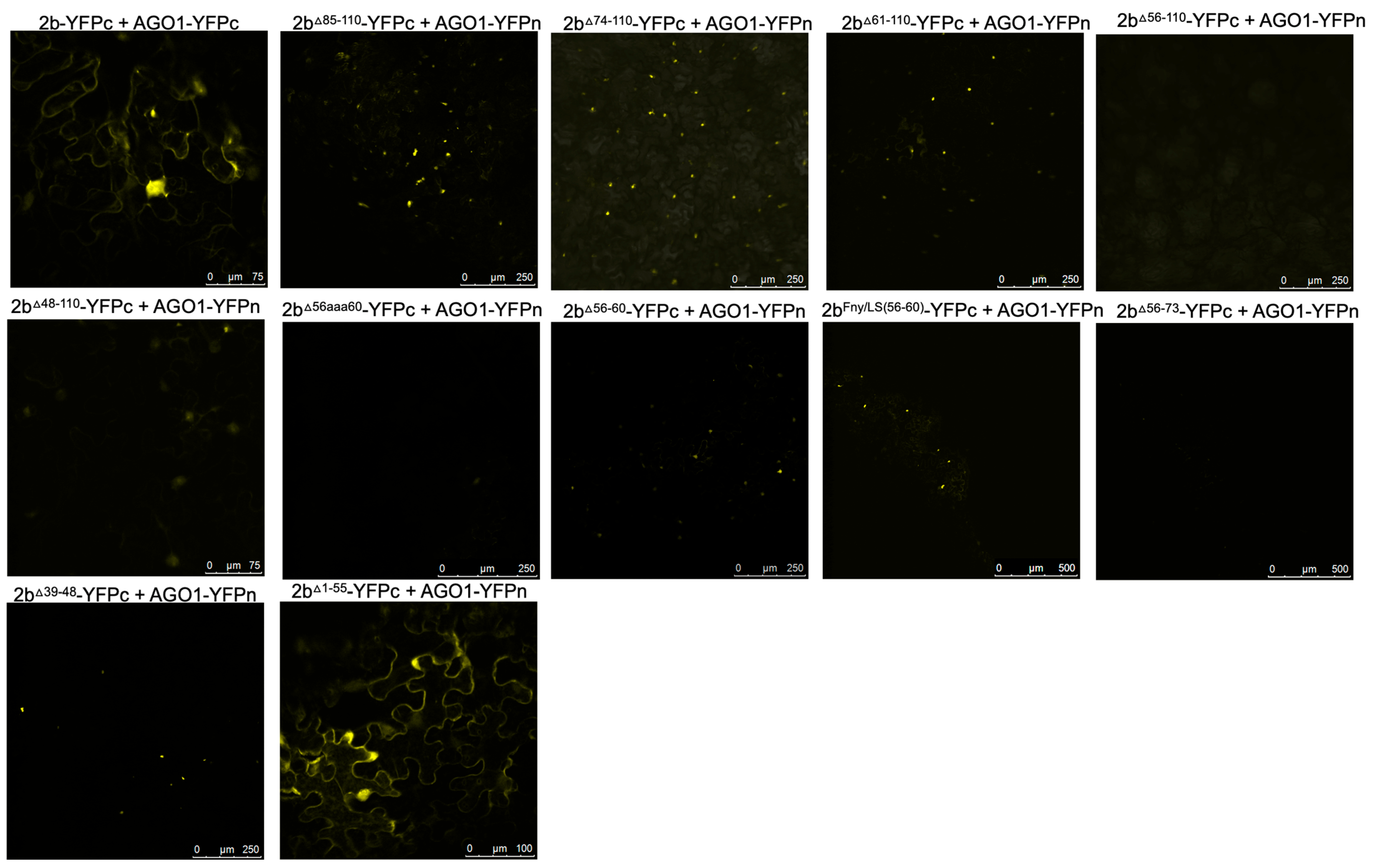 Viruses 16 00676 g006 Viruses 16 00676 g006