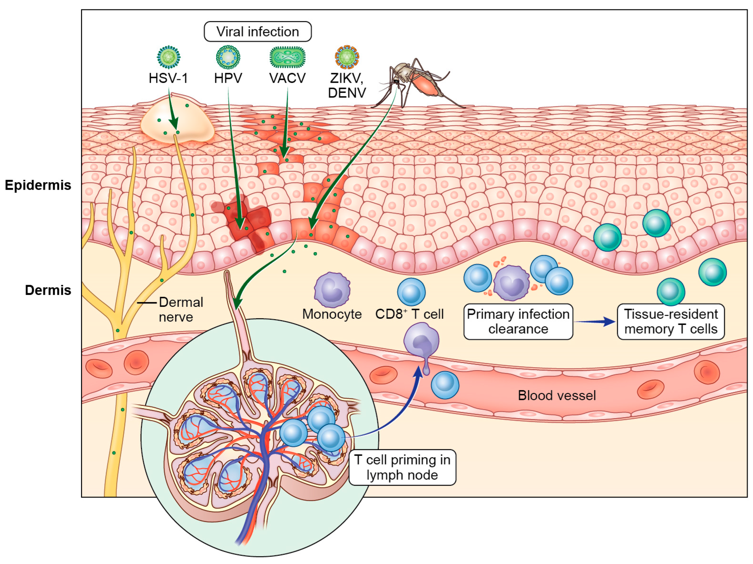 Viruses 16 00679 g001 Viruses 16 00679 g001