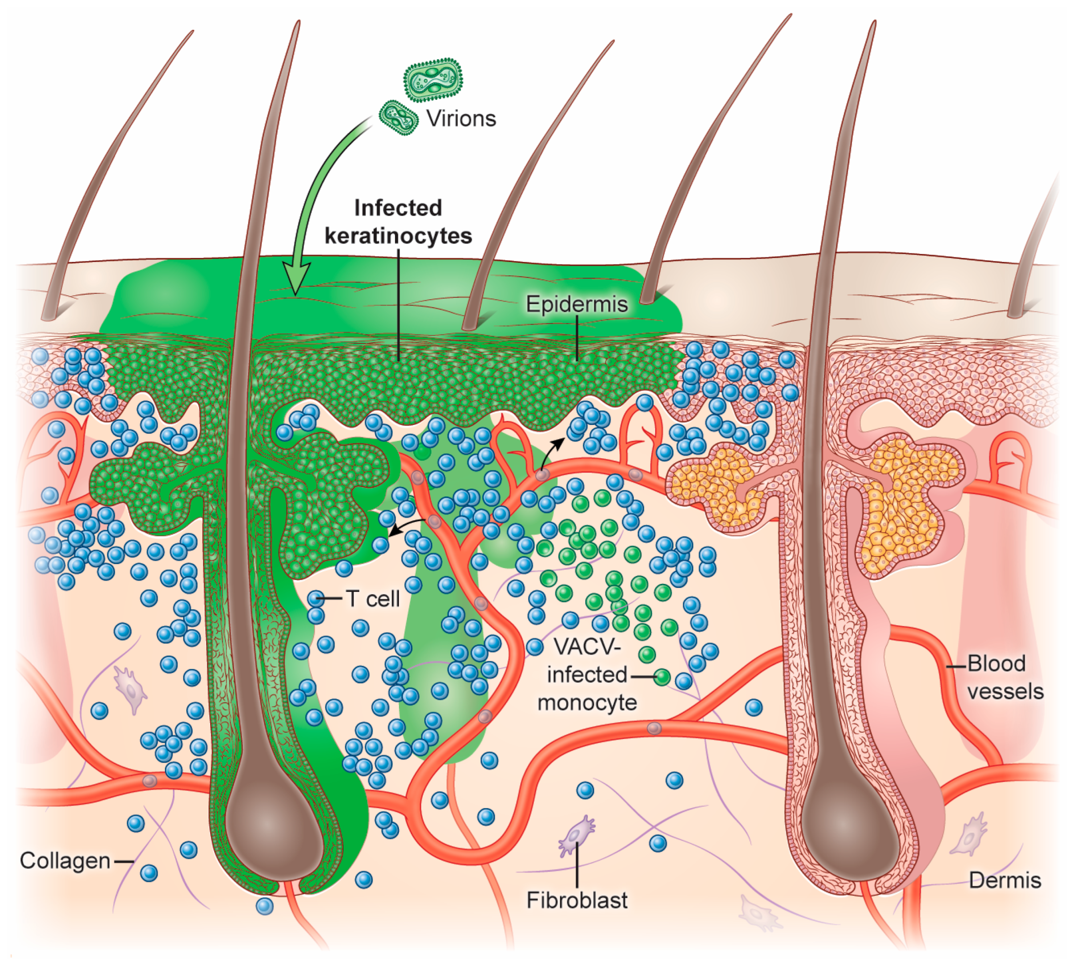 Viruses 16 00679 g002 Viruses 16 00679 g002