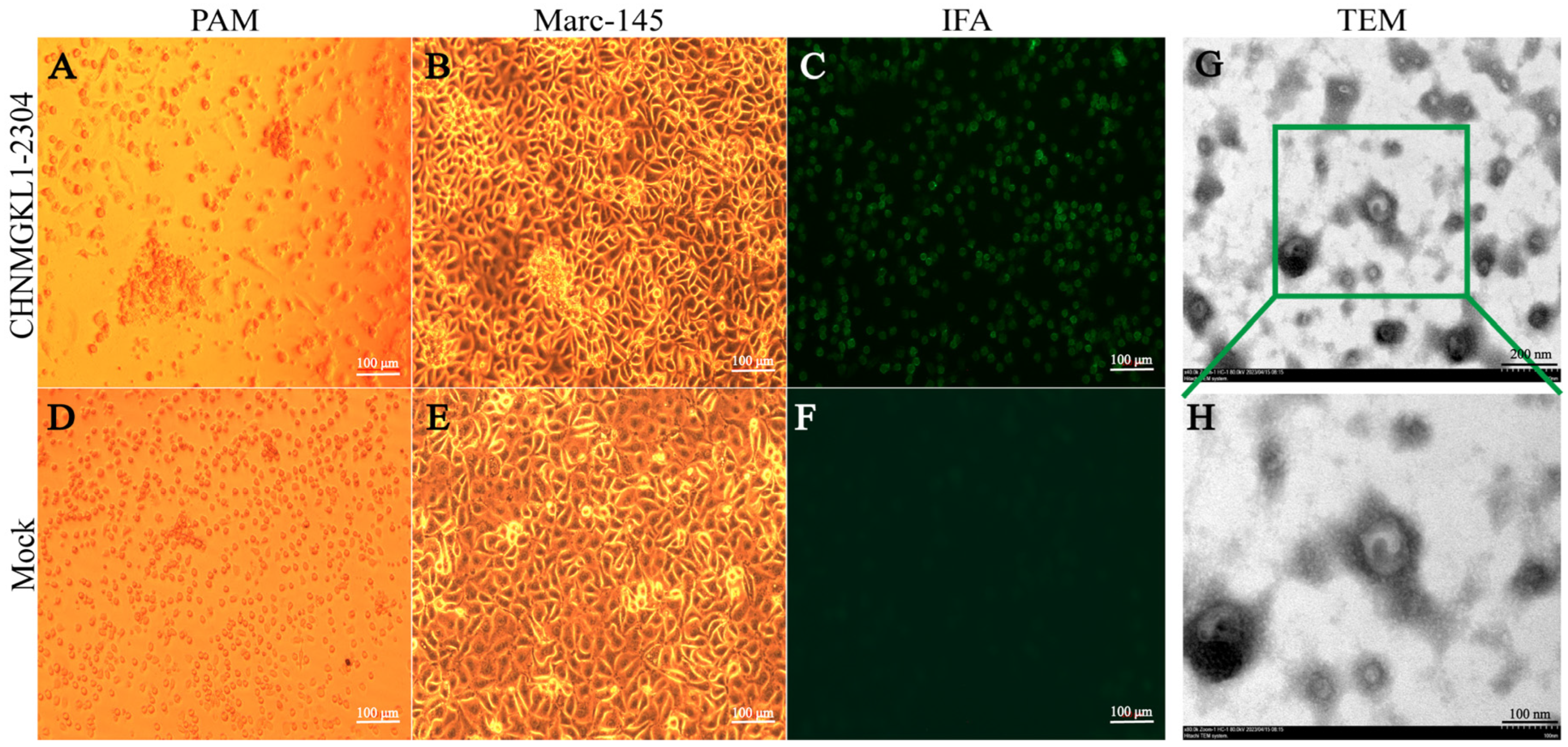 Viruses 16 00683 g001