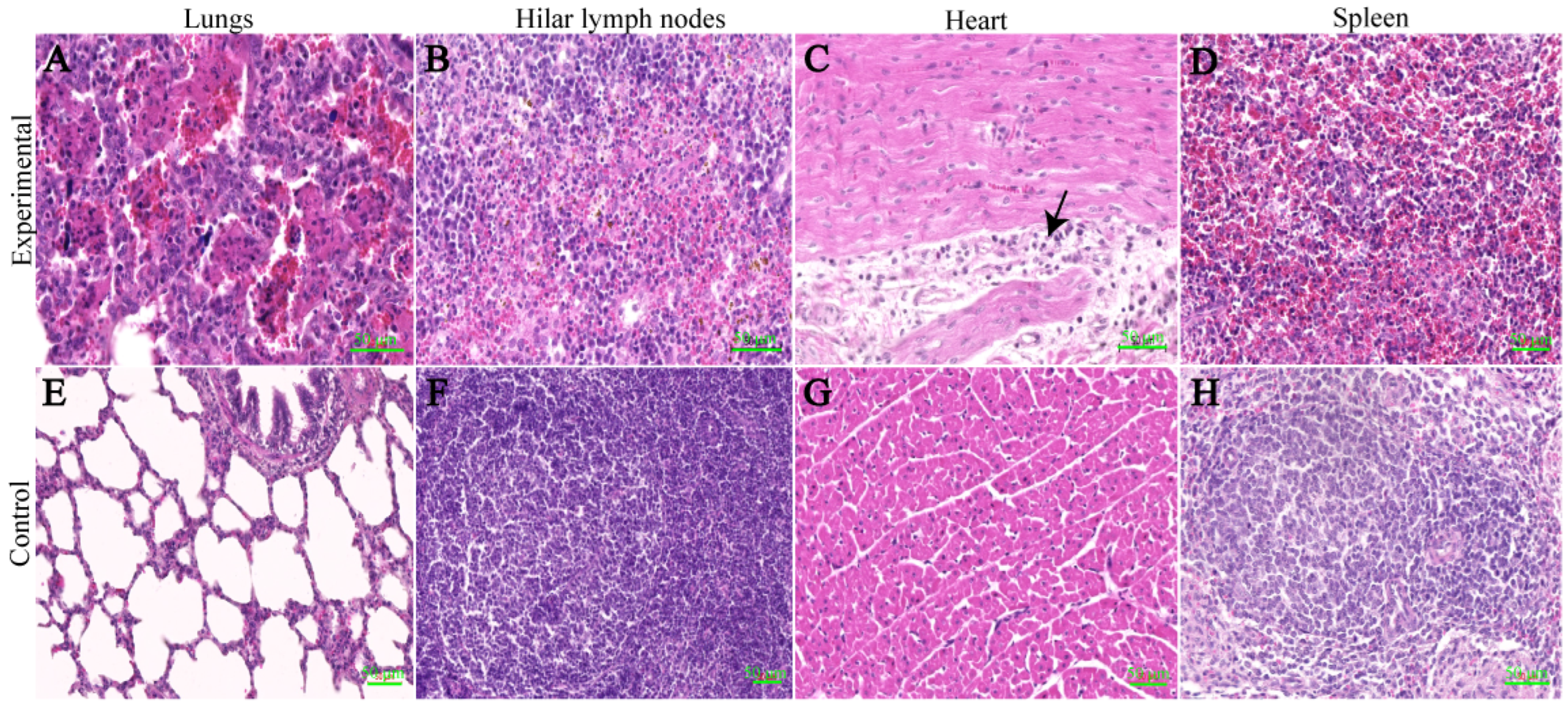 Viruses 16 00683 g005