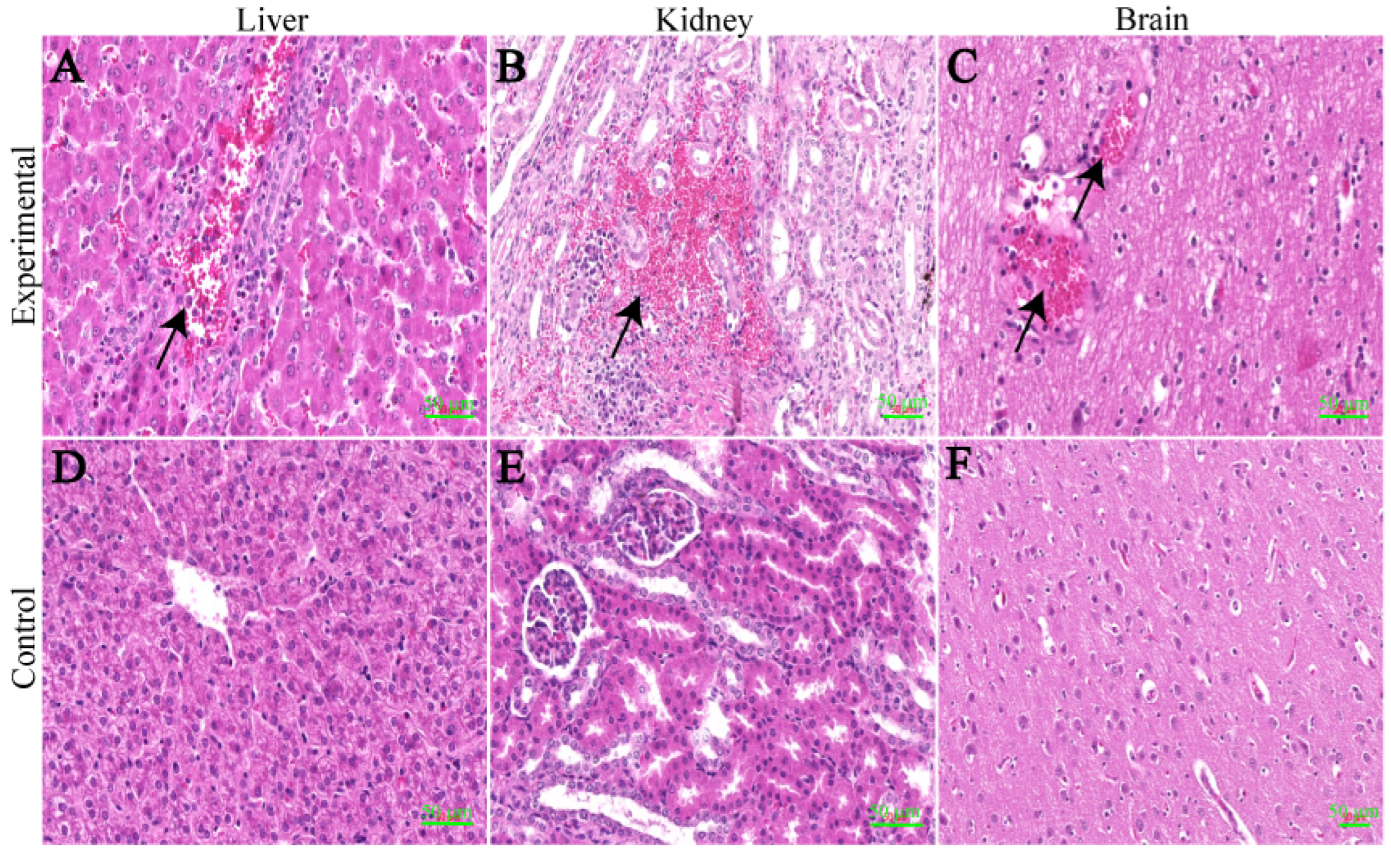 Viruses 16 00683 g006