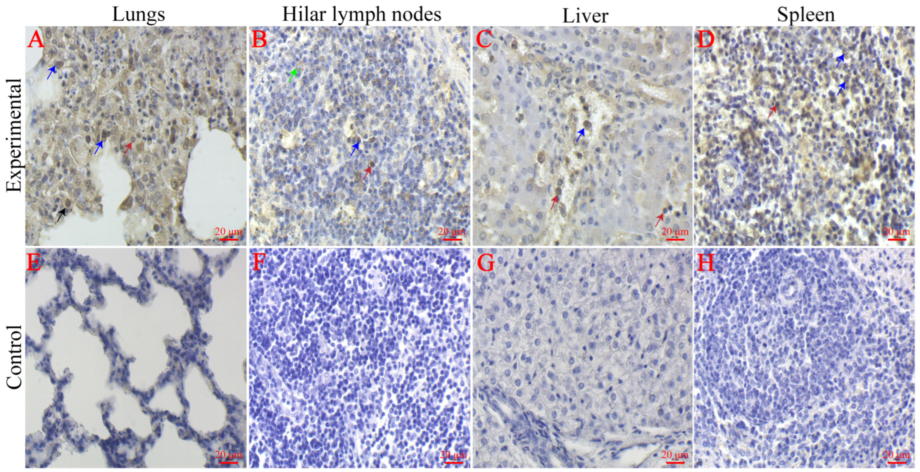 Viruses 16 00683 g007