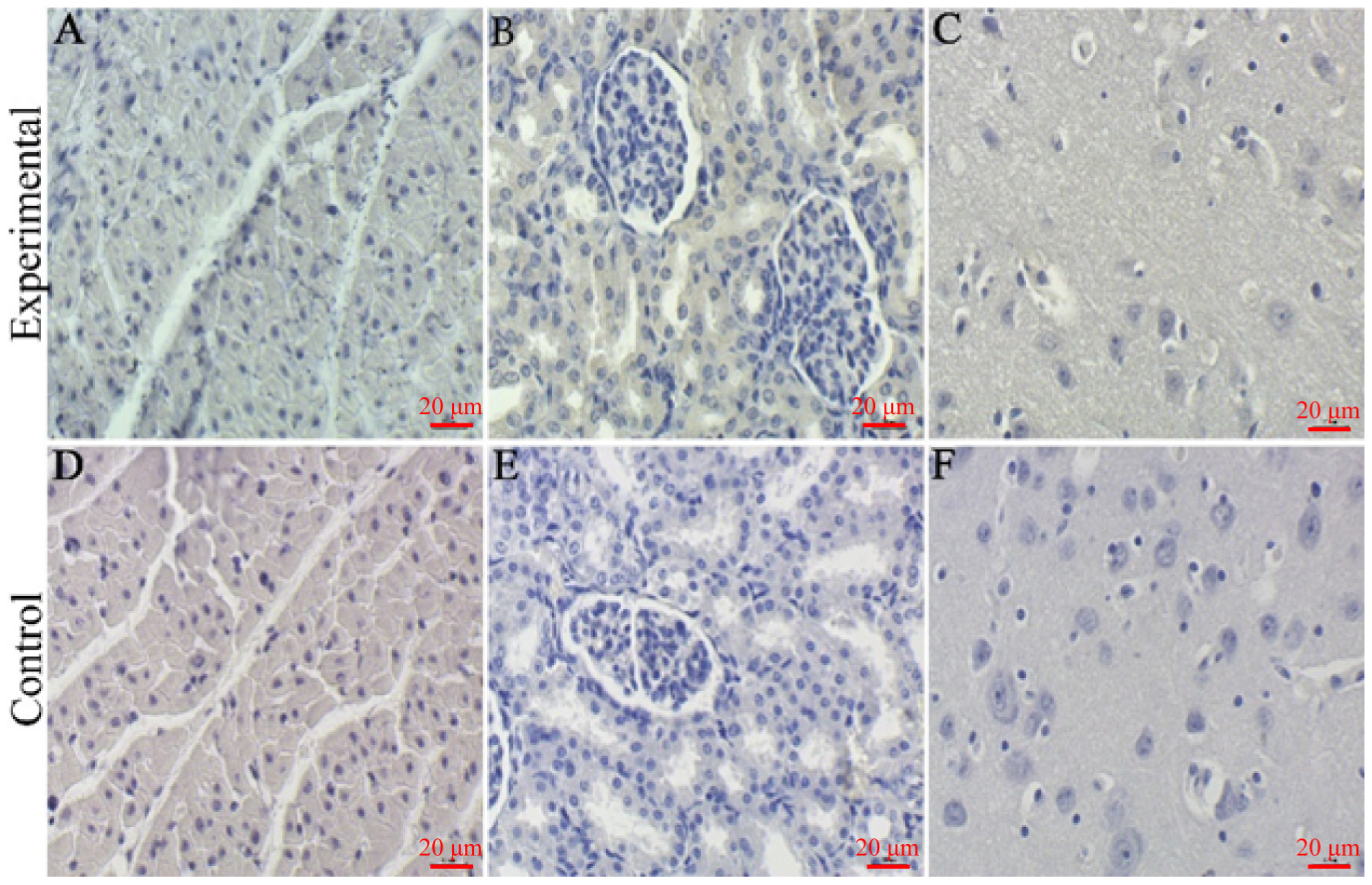 Viruses 16 00683 g008