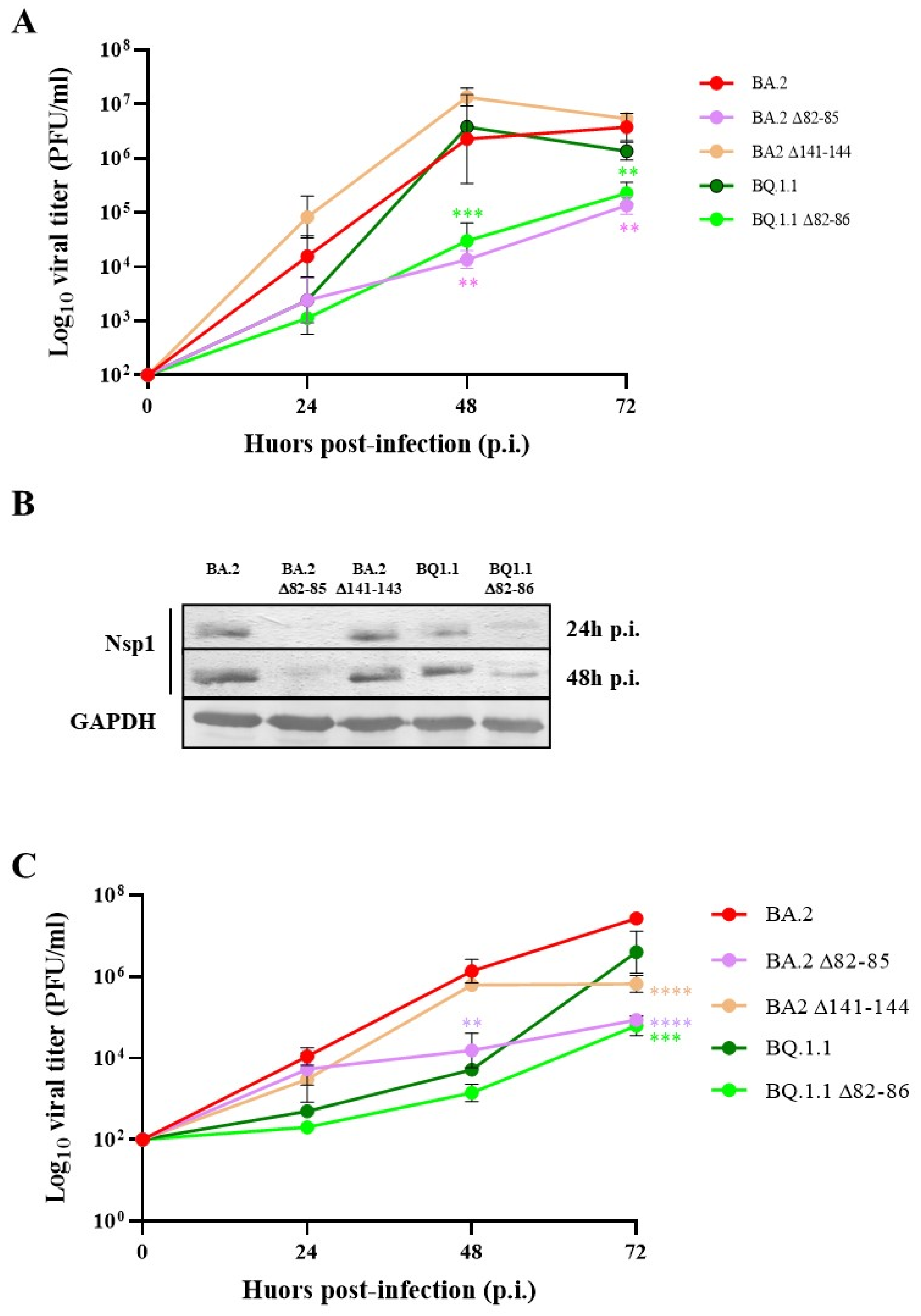 Viruses 16 00689 g001