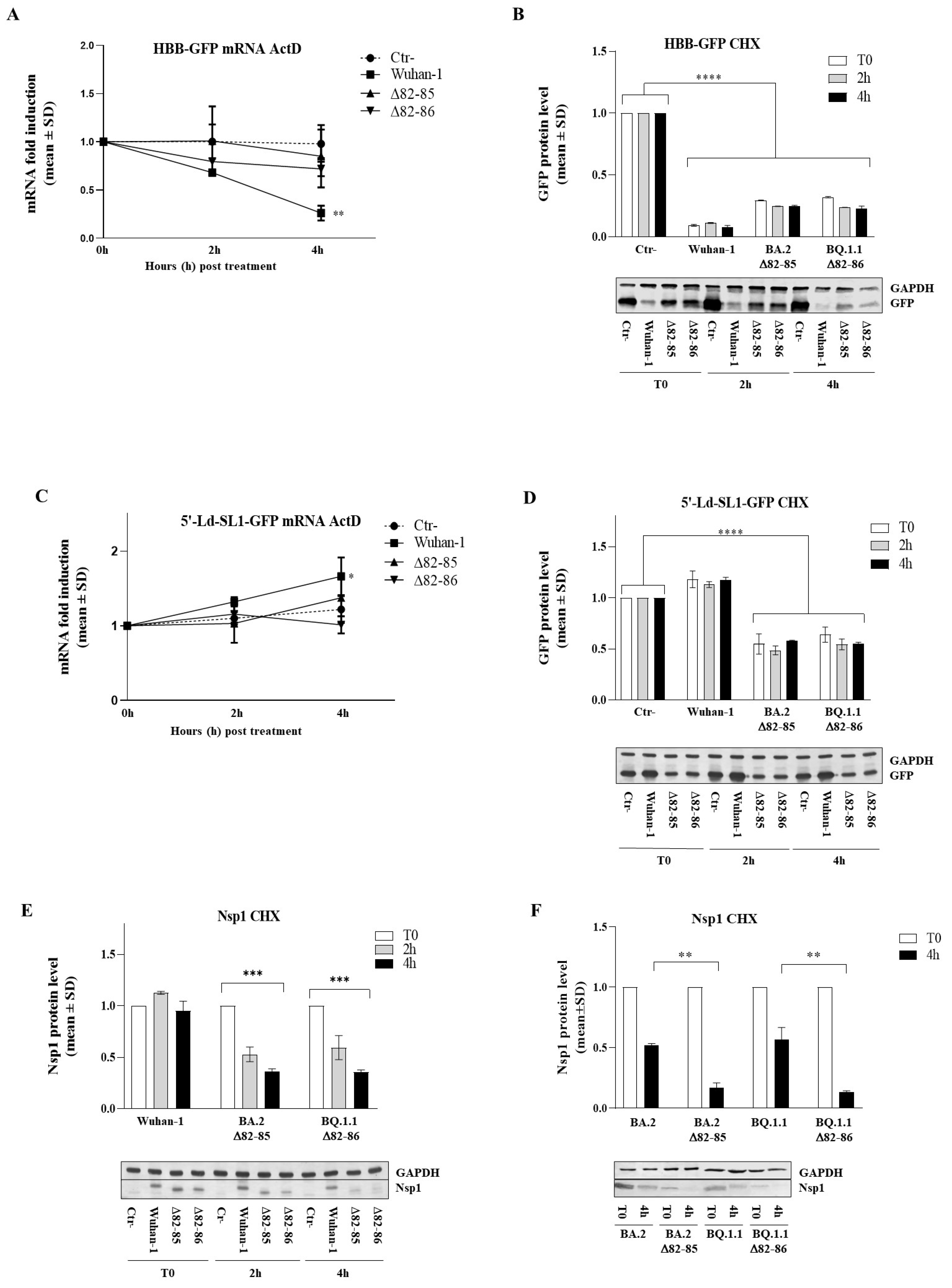 Viruses 16 00689 g005
