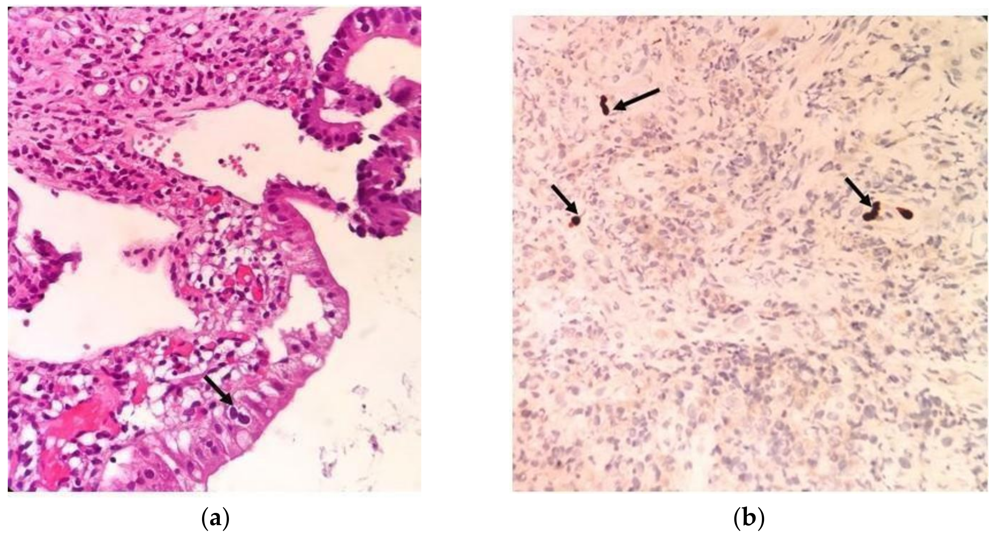 Viruses 16 00691 g001