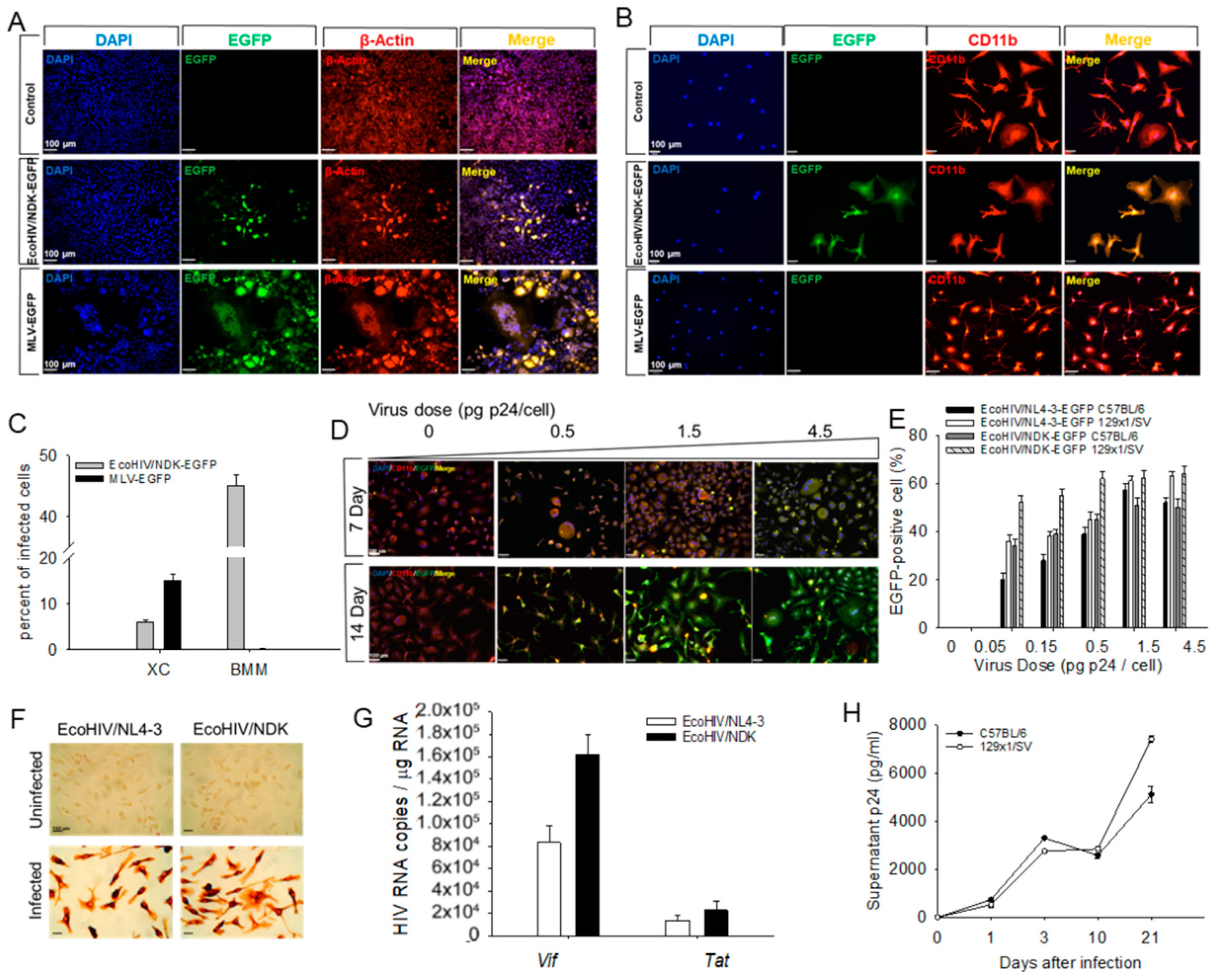 Viruses 16 00693 g001