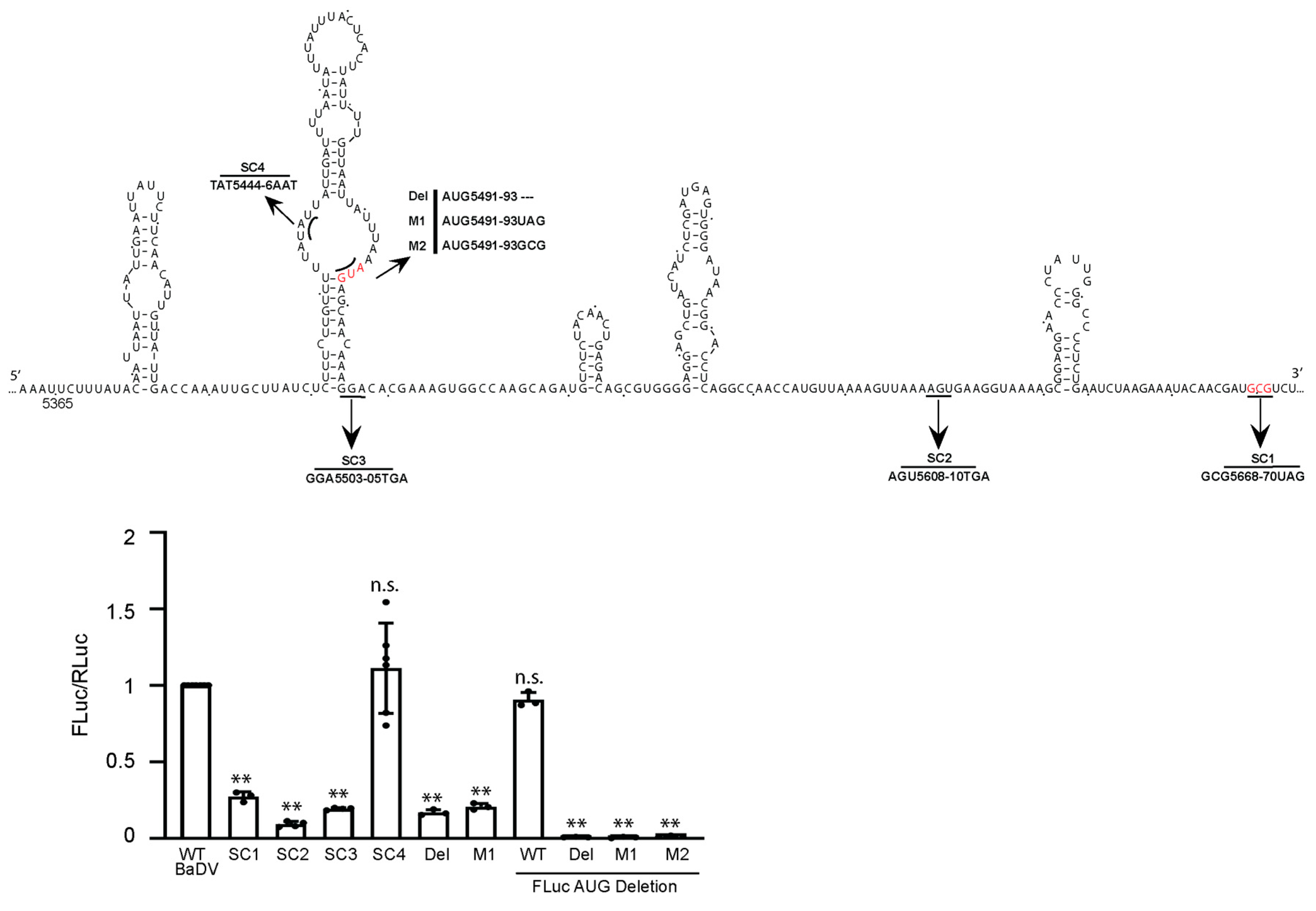 Viruses 16 00695 g008