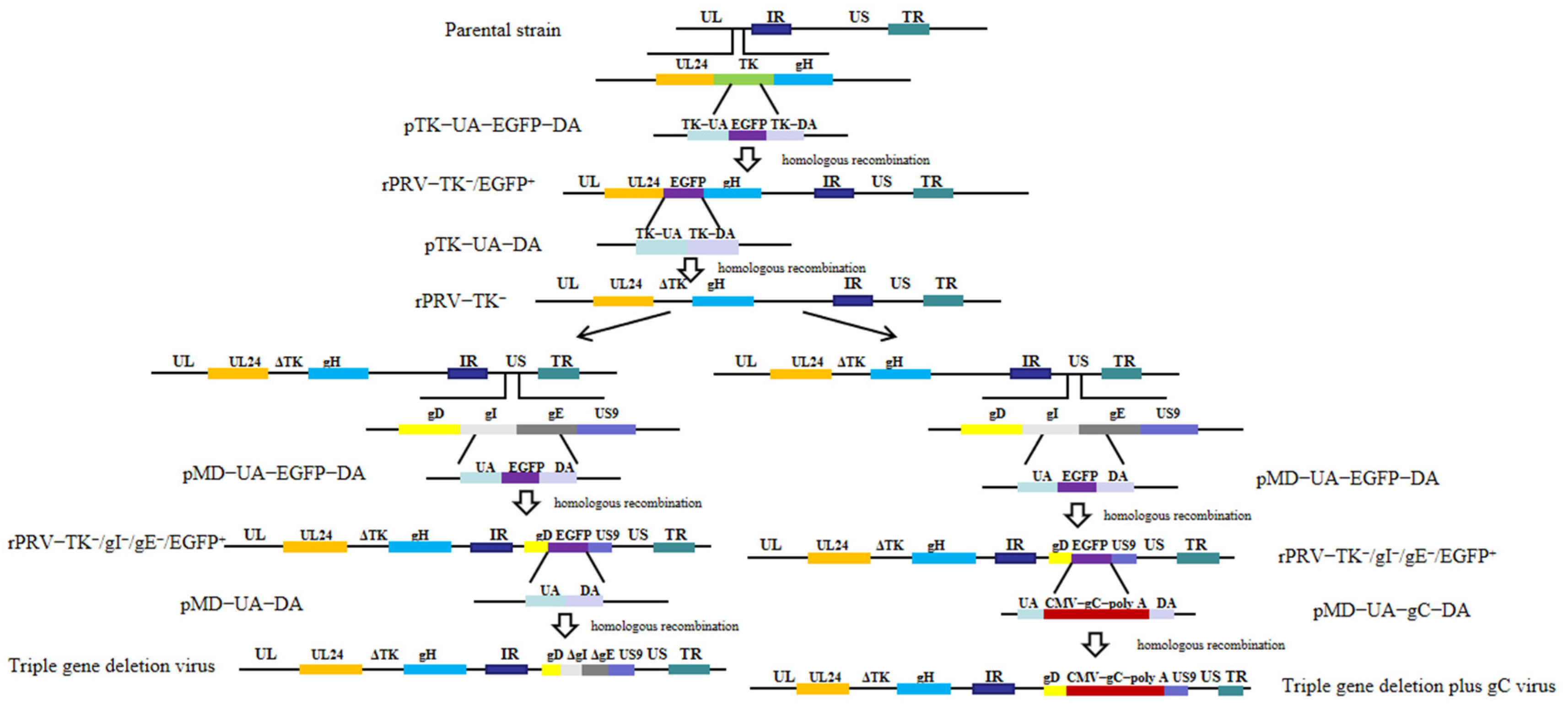Viruses 16 00706 g001