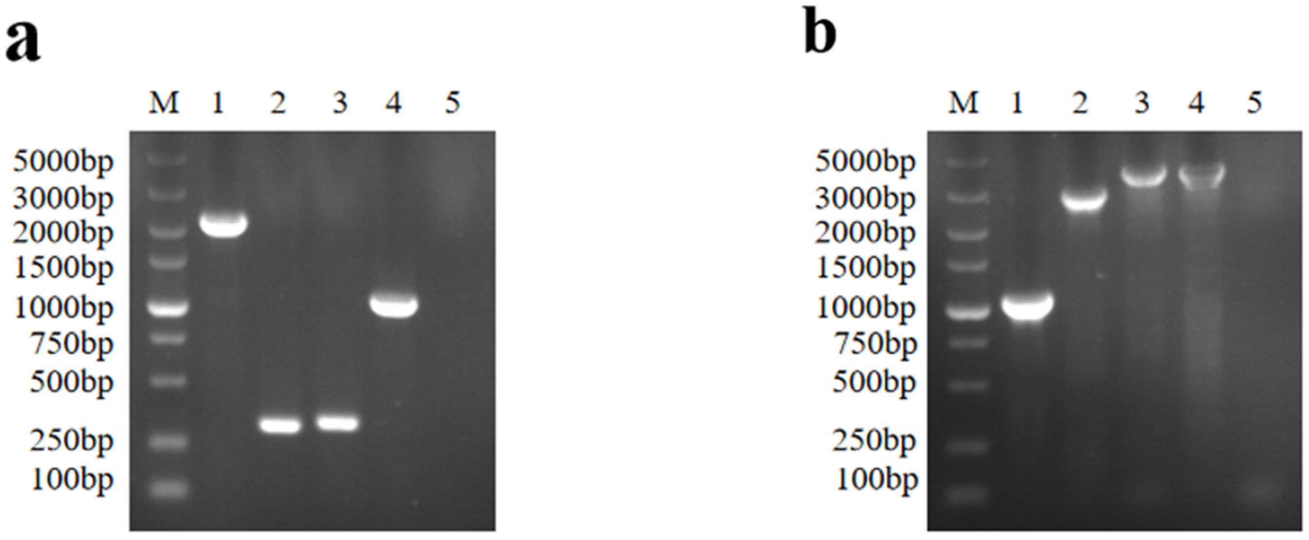 Viruses 16 00706 g003
