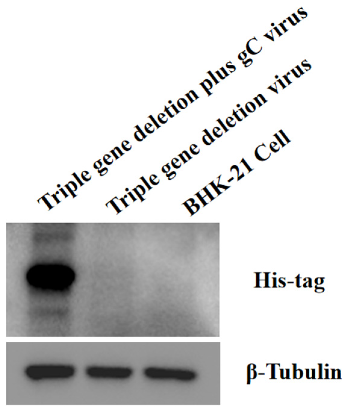 Viruses 16 00706 g004
