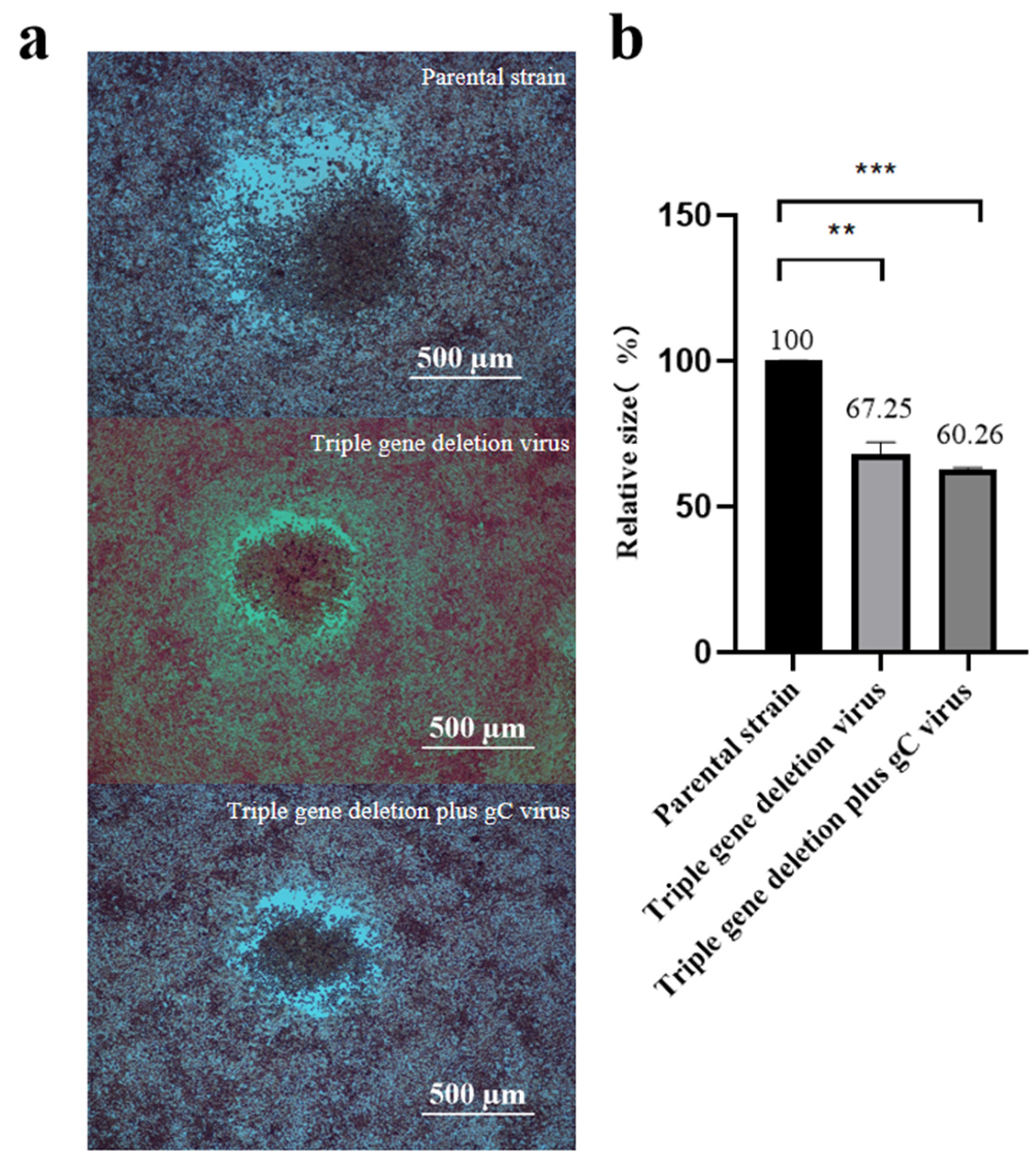 Viruses 16 00706 g006