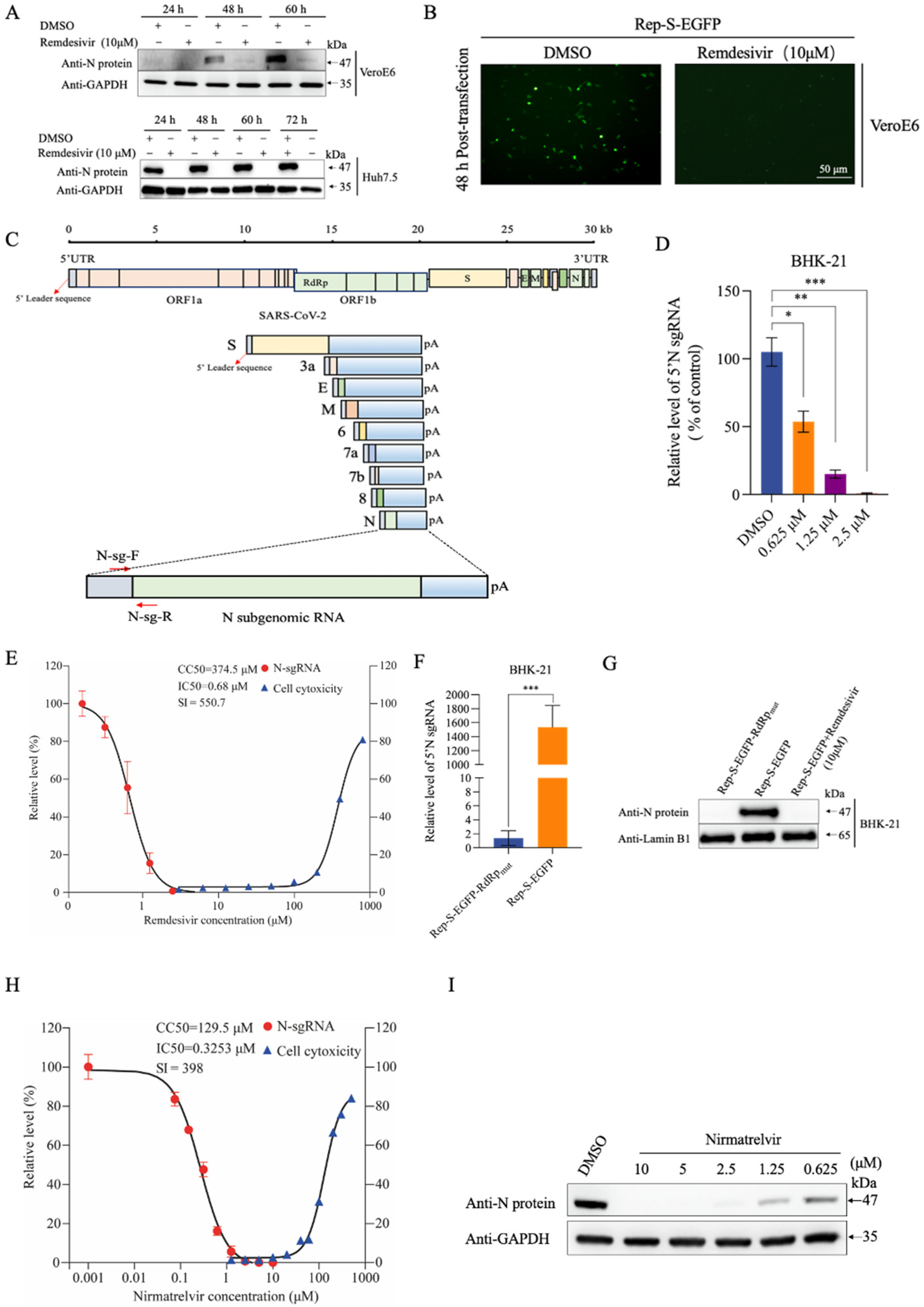 Viruses 16 00708 g002