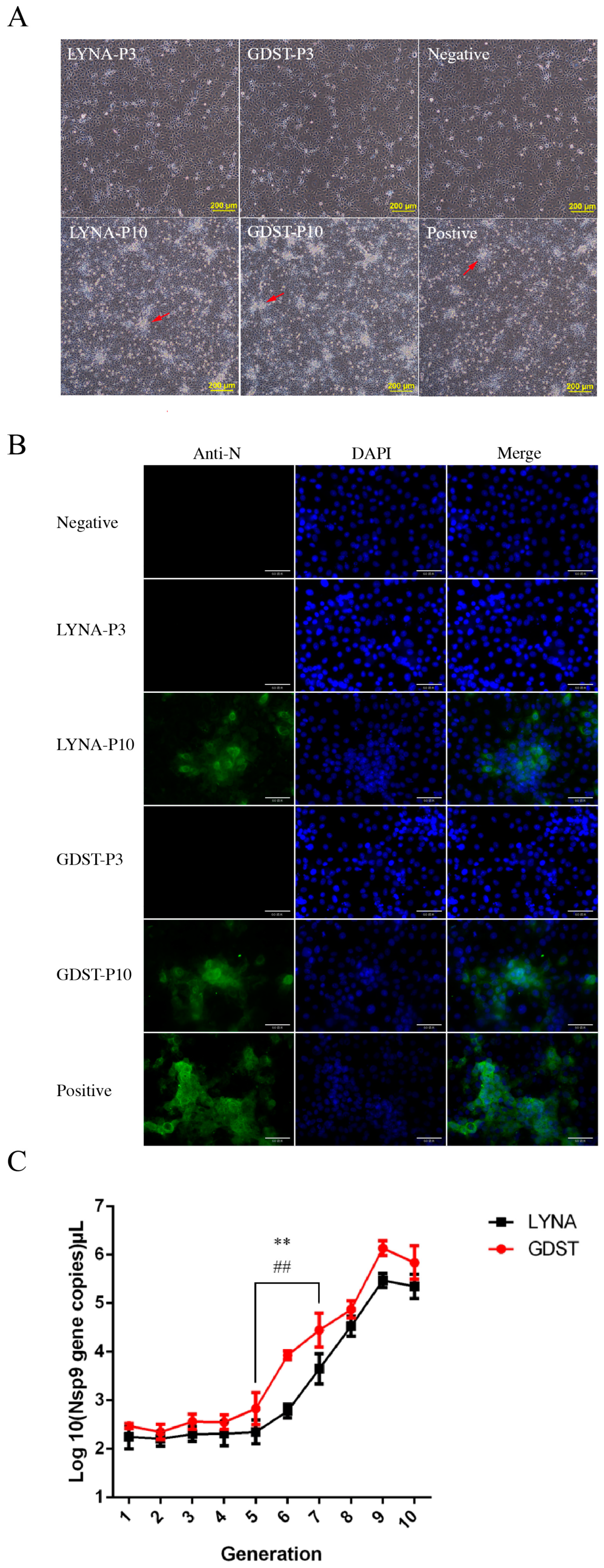 Viruses 16 00711 g002